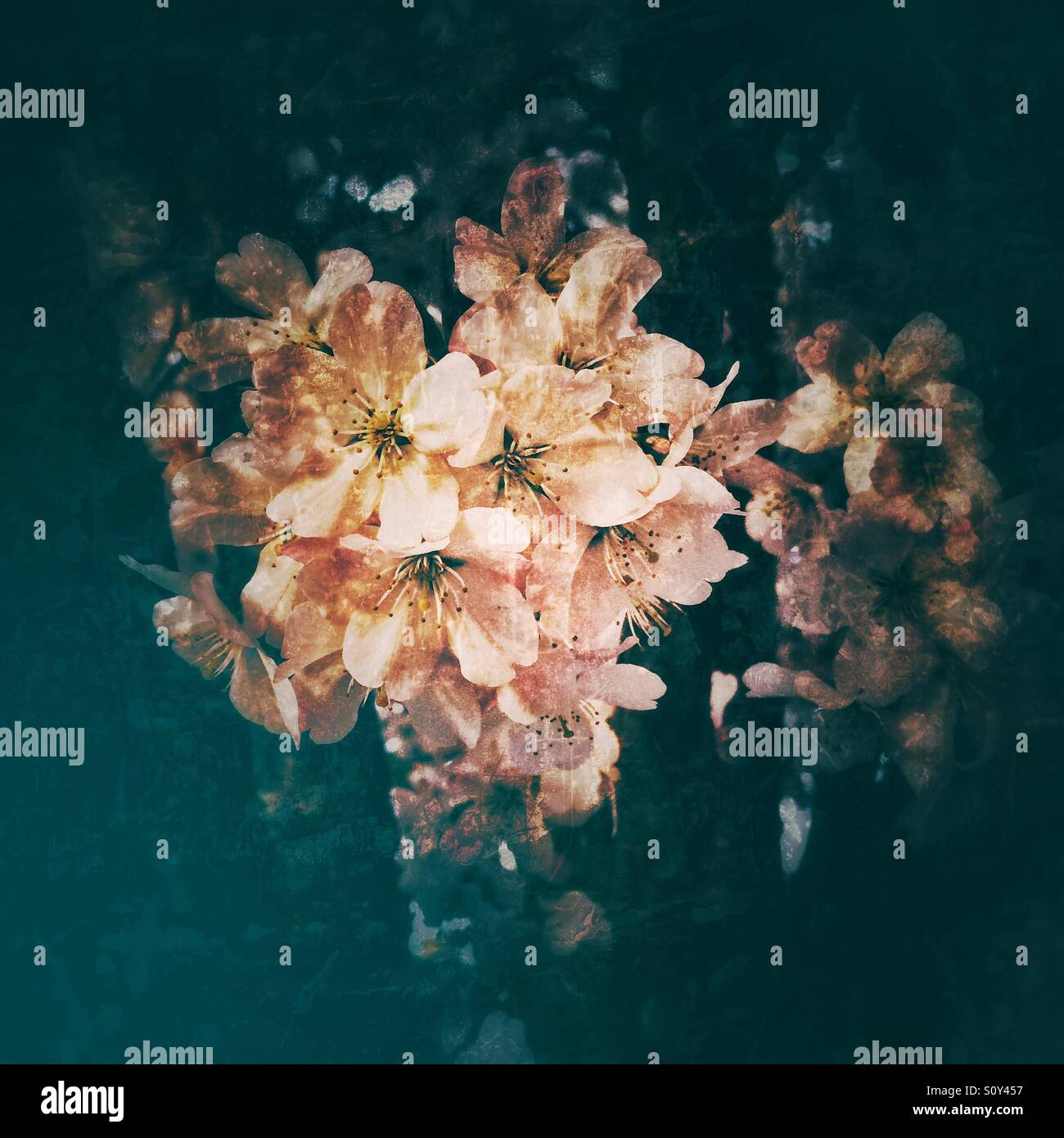 Beautiful cherry blossom tree hi-res stock photography and images - Alamy