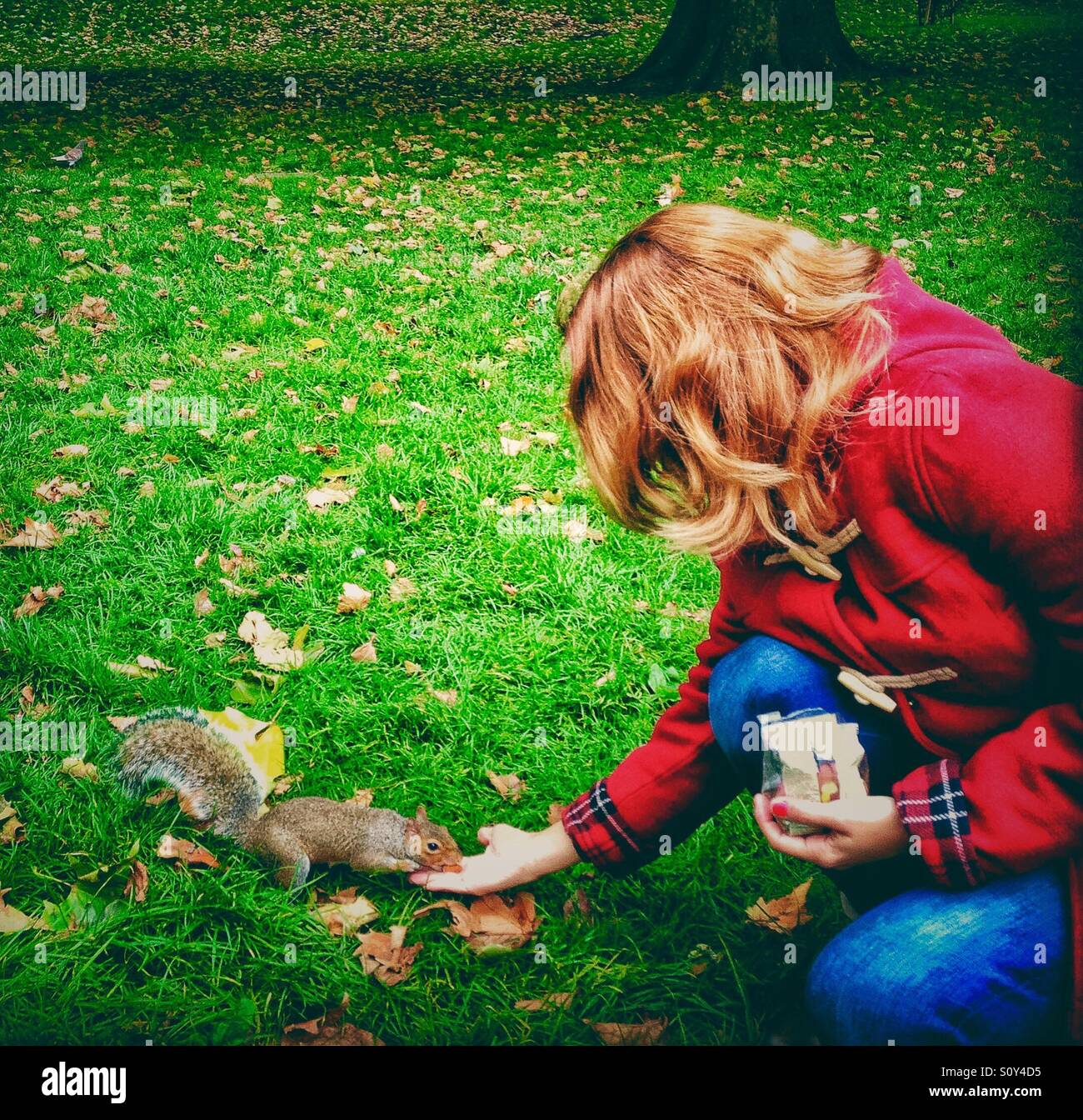 Hand feeding red squirrel hires stock photography and images Alamy
