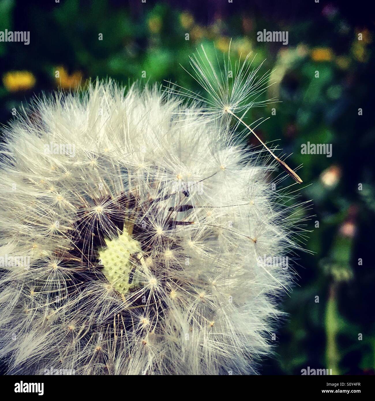 Dandelion close hi-res stock photography and images - Alamy