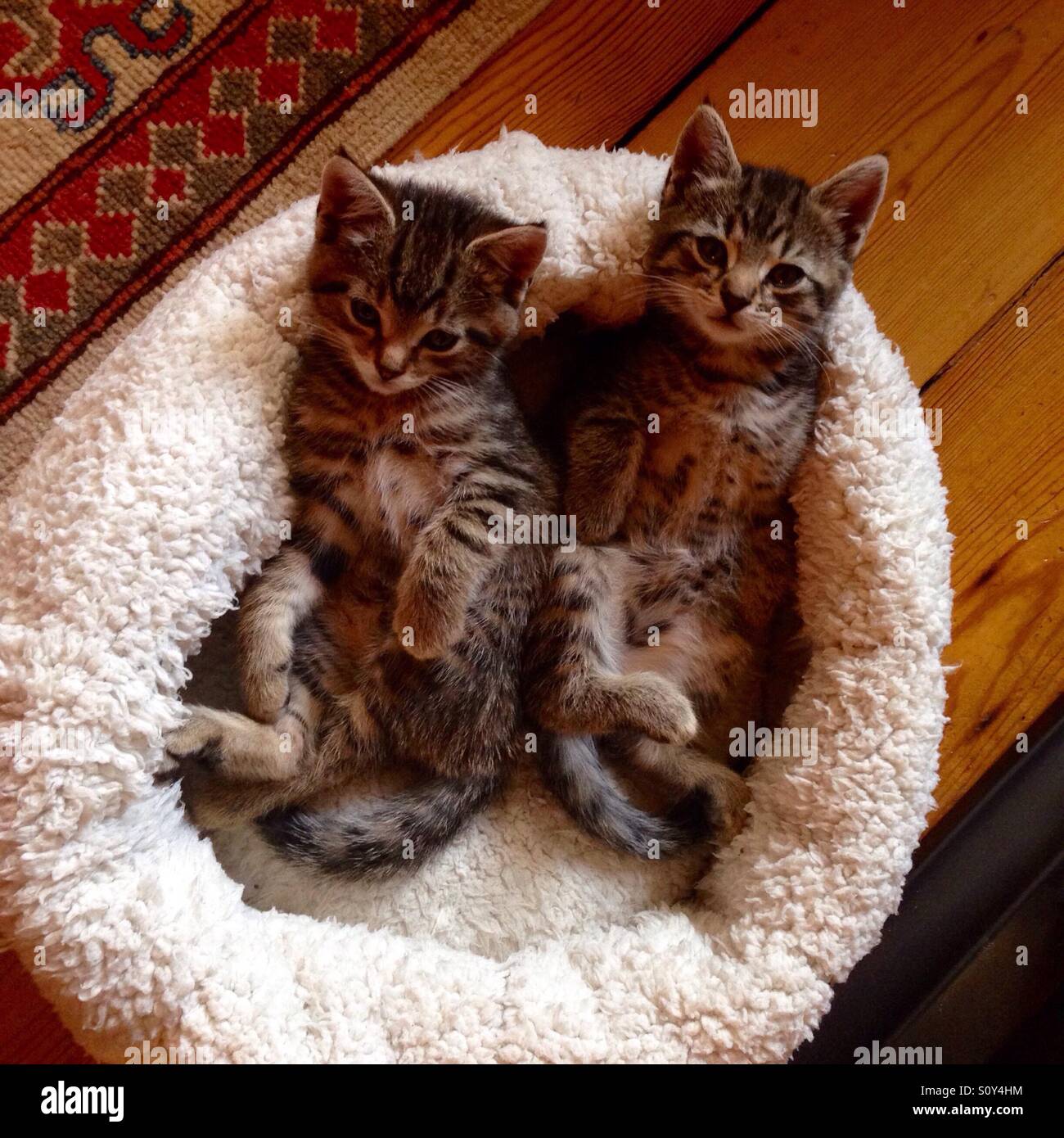 Laid-back and cosy kittens! - Smartphone Captured Stock Image