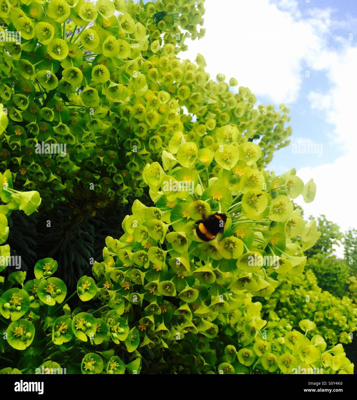 Bumble bee on lime green spring plants under blue sky with white clouds