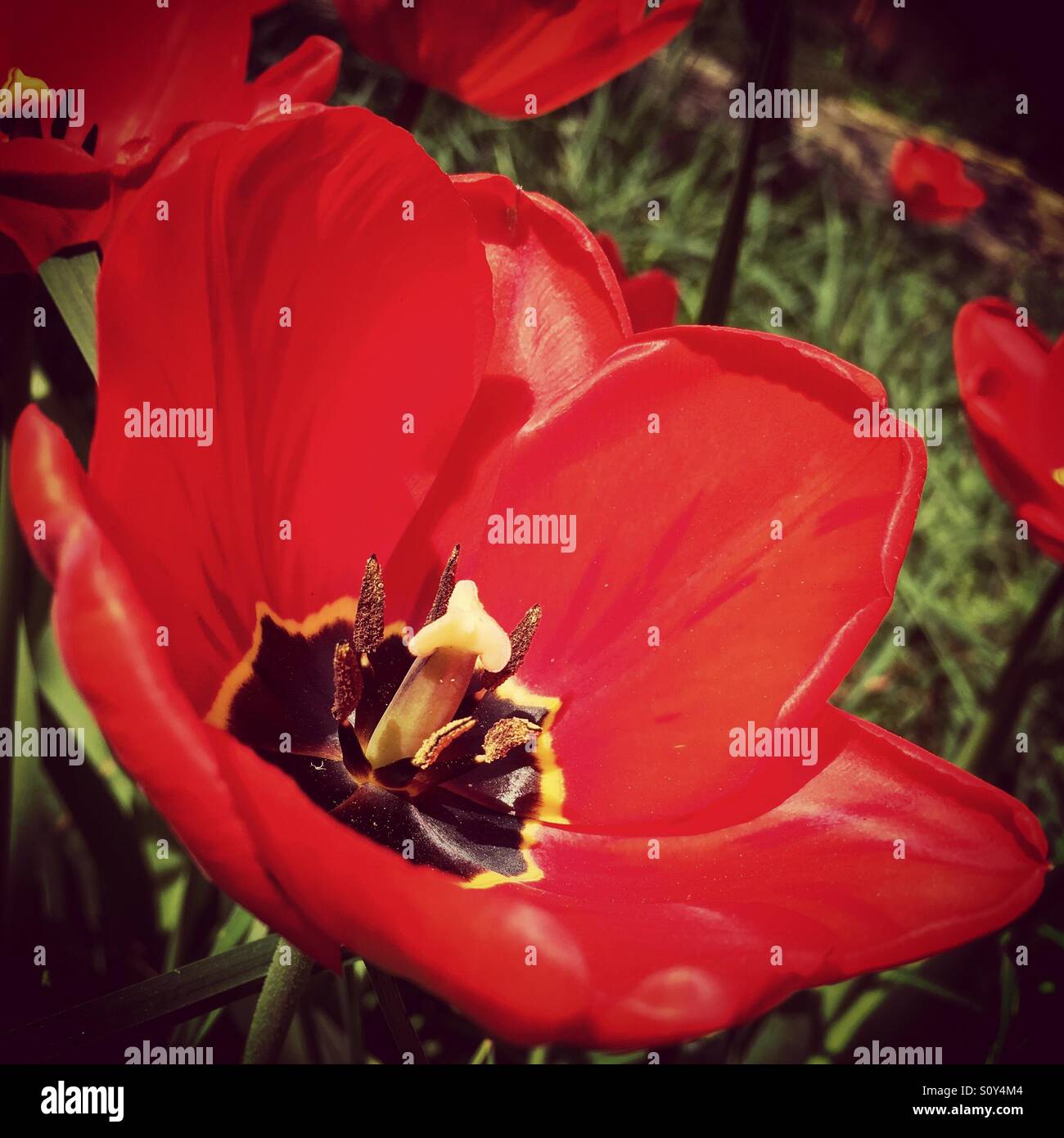 Beautiful red tulip - Smartphone Captured Stock Image