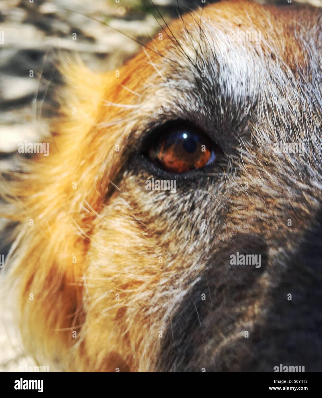 Belgian Shepherd closeup - Smartphone Captured Stock Image