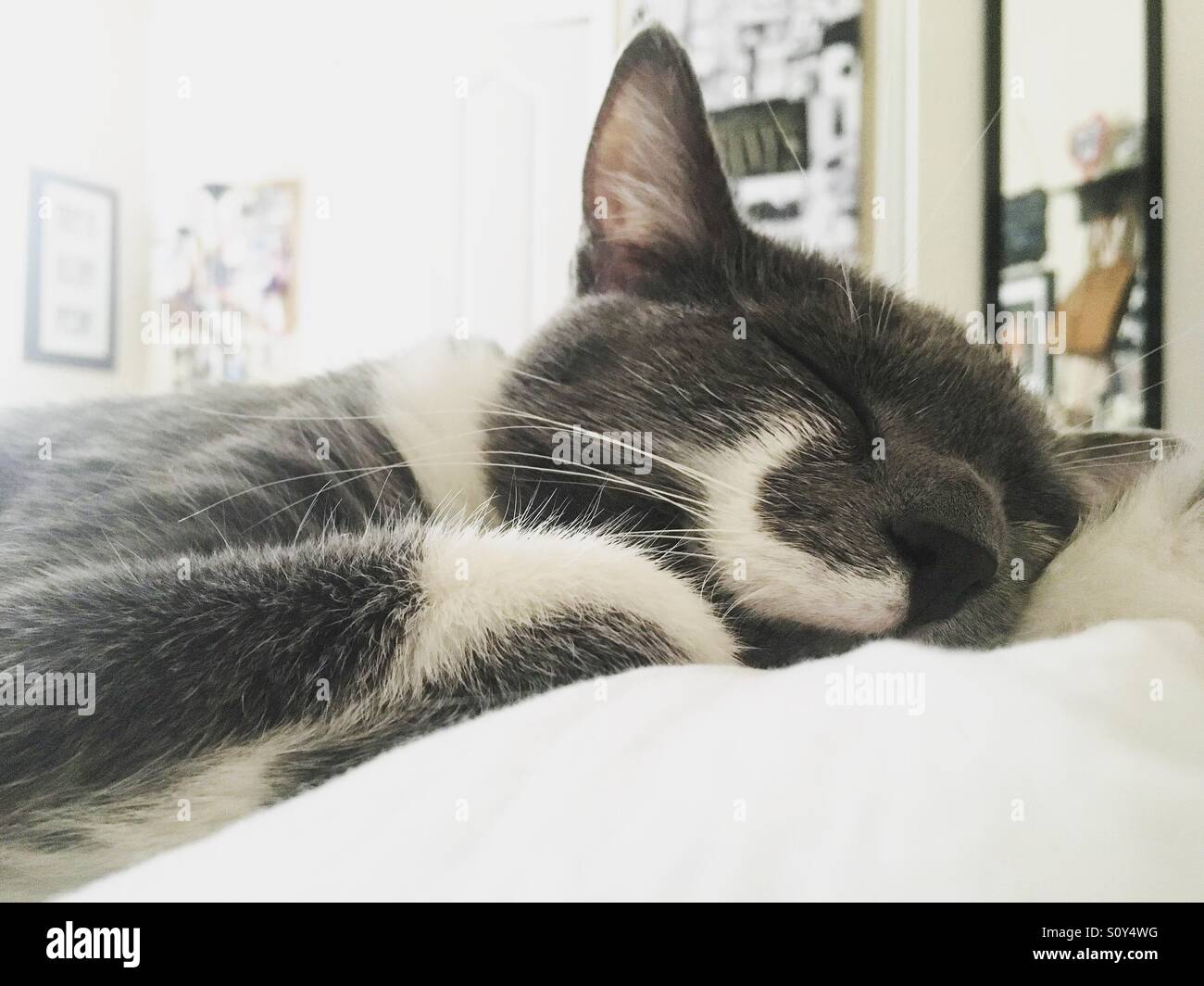 Mustache cat takes a nap Stock Photo
