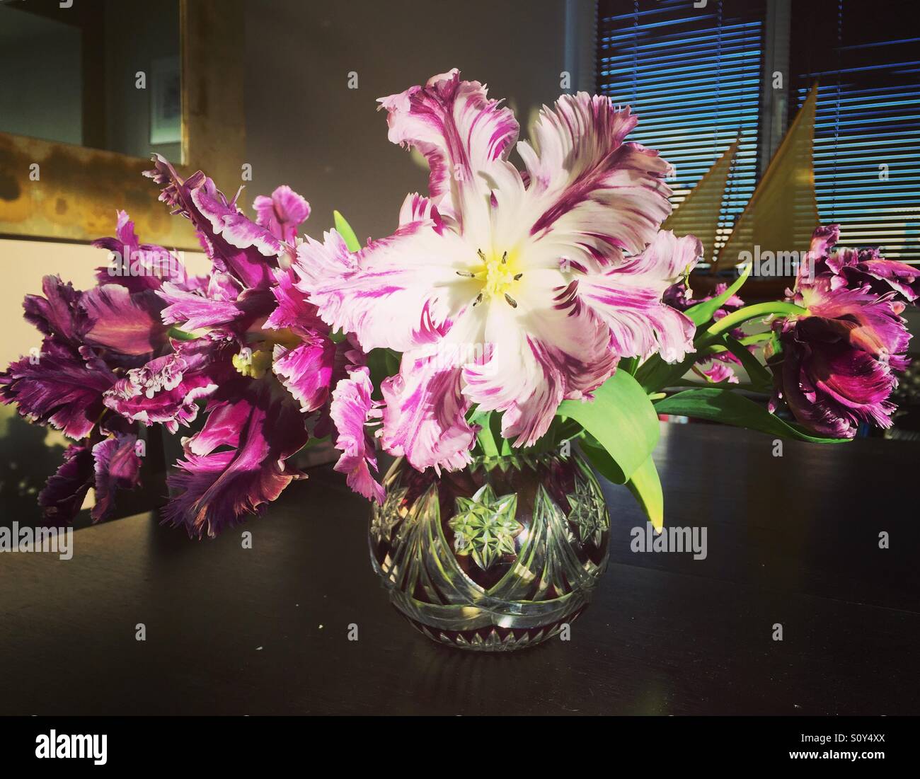 Parrot tulips - Smartphone Captured Stock Image