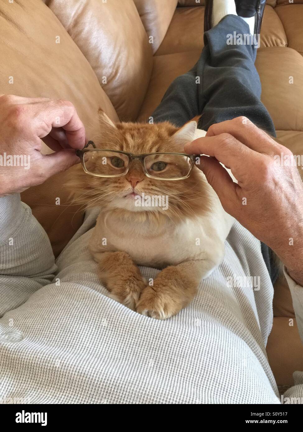 Leo the cat wearing glasses. Stock Photo