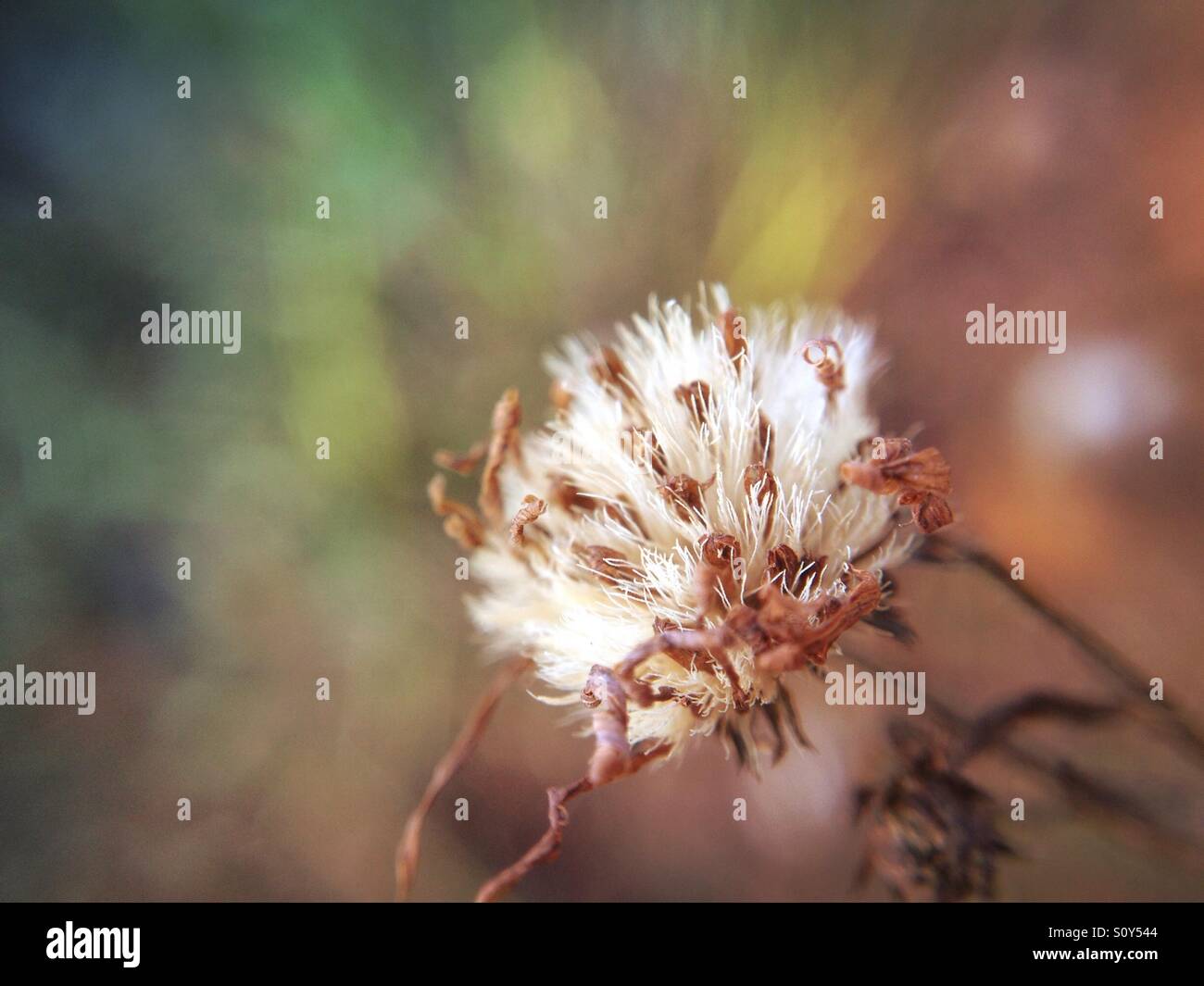 Seed head - Smartphone Captured Stock Image