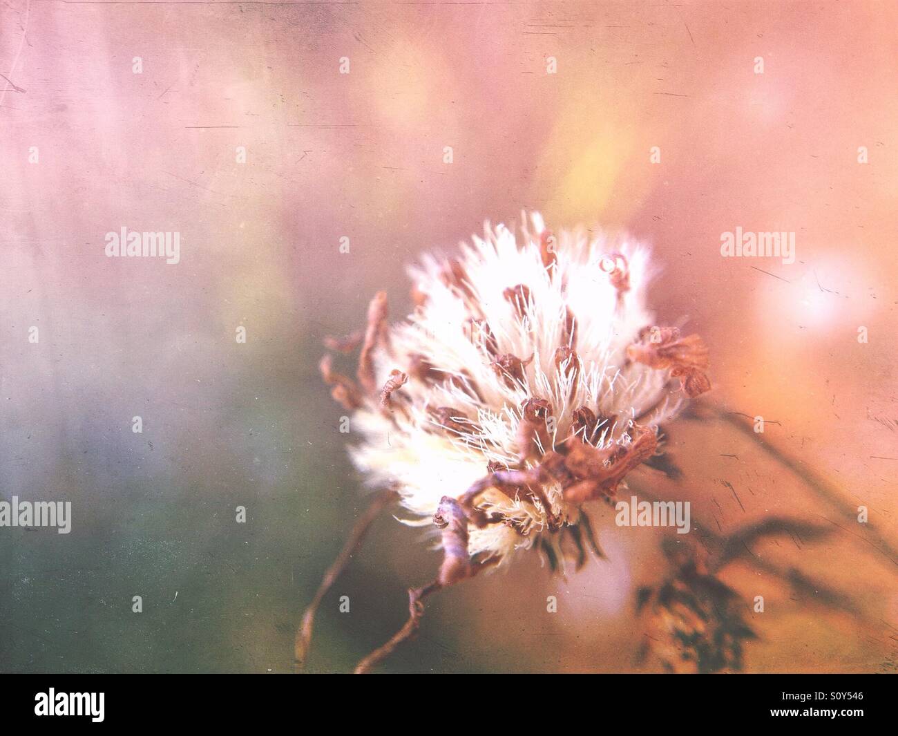 Seed head - Smartphone Captured Stock Image