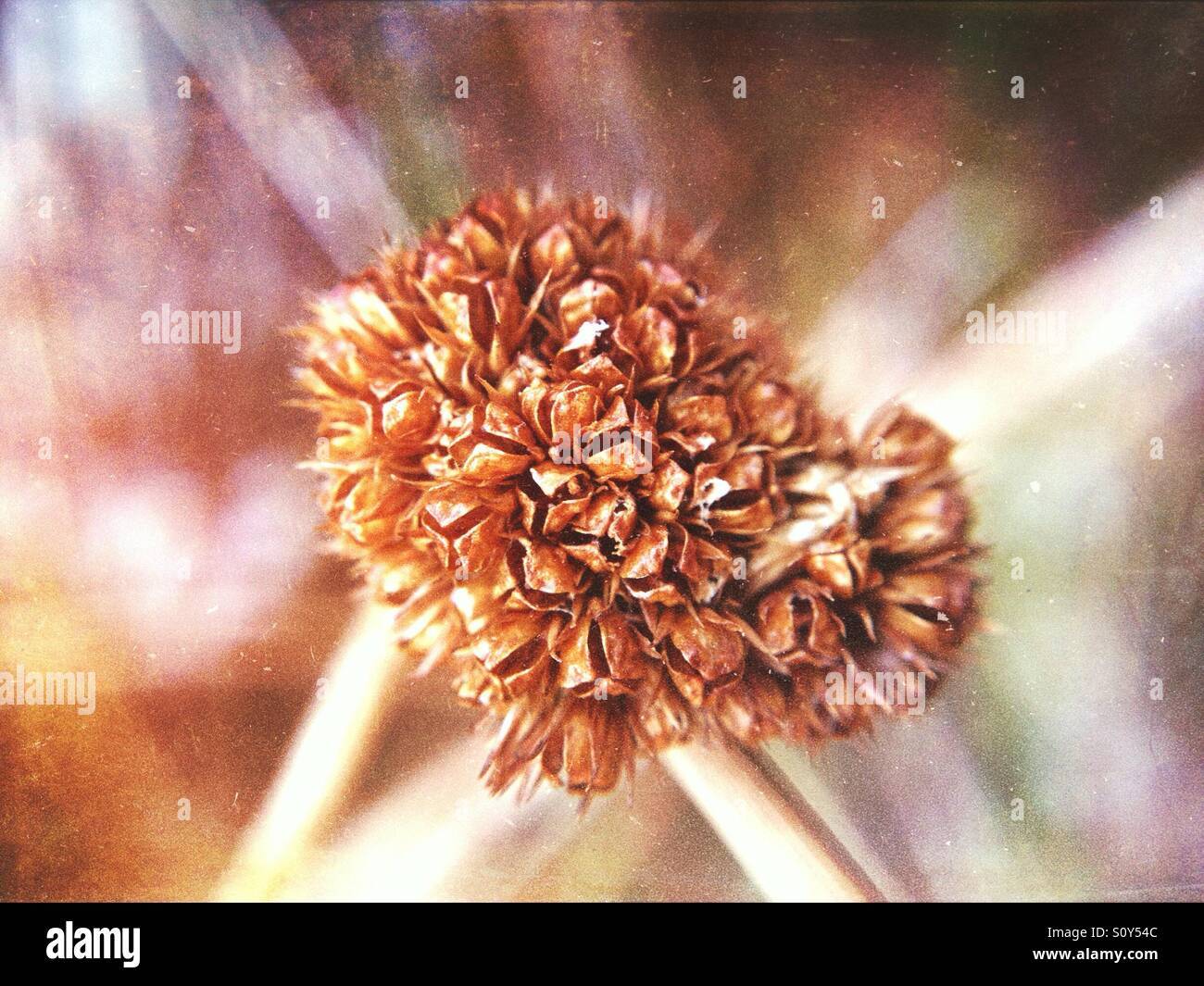 Dried seed head - Smartphone Captured Stock Image