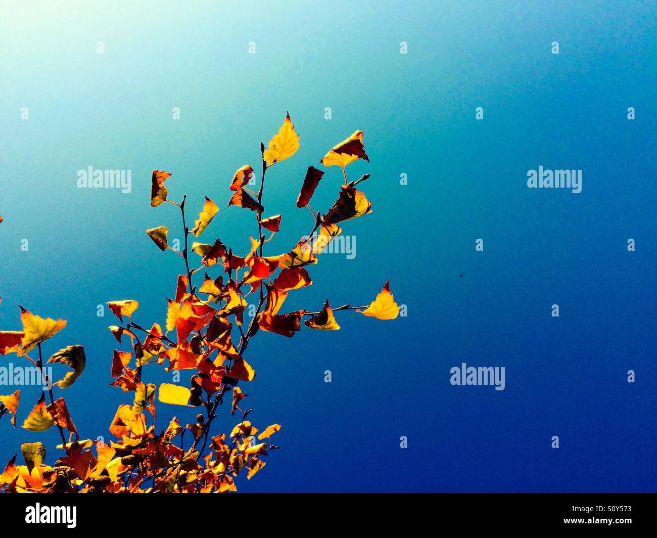 Birch tree leaves in fall. - Smartphone Captured Stock Image