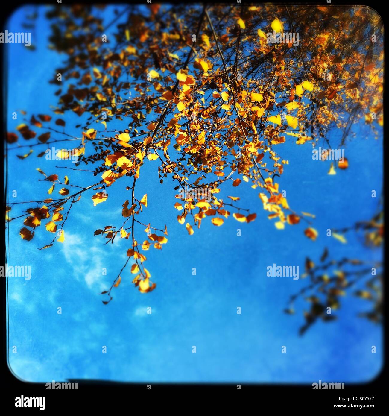 Birch tree leaves in fall. - Smartphone Captured Stock Image