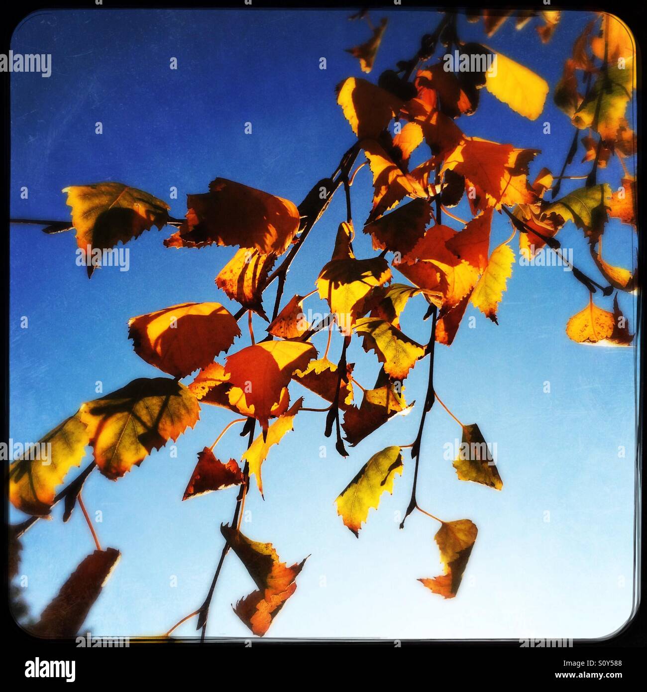 Birch tree leaves in fall. - Smartphone Captured Stock Image