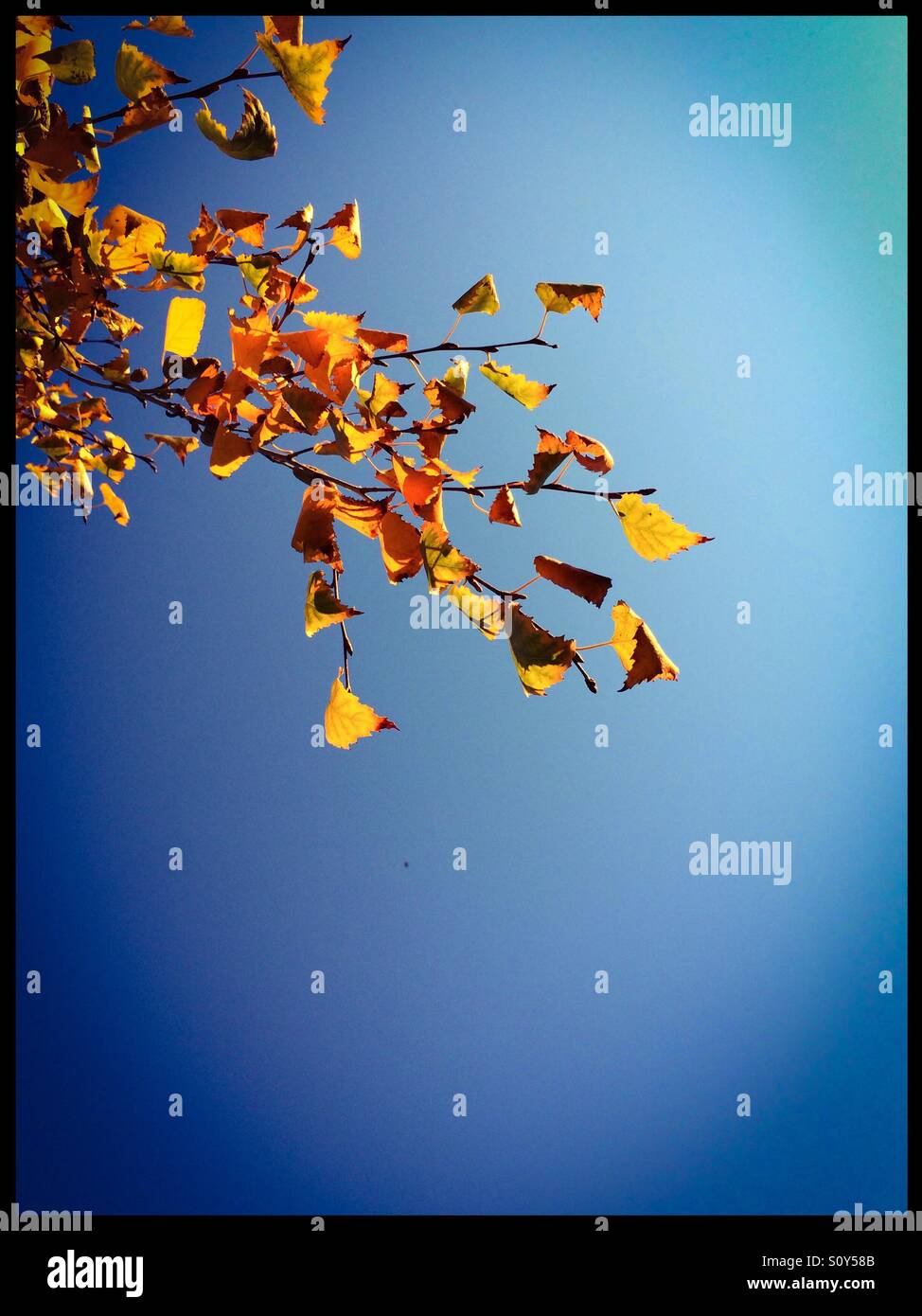 Birch tree leaves in fall. - Smartphone Captured Stock Image