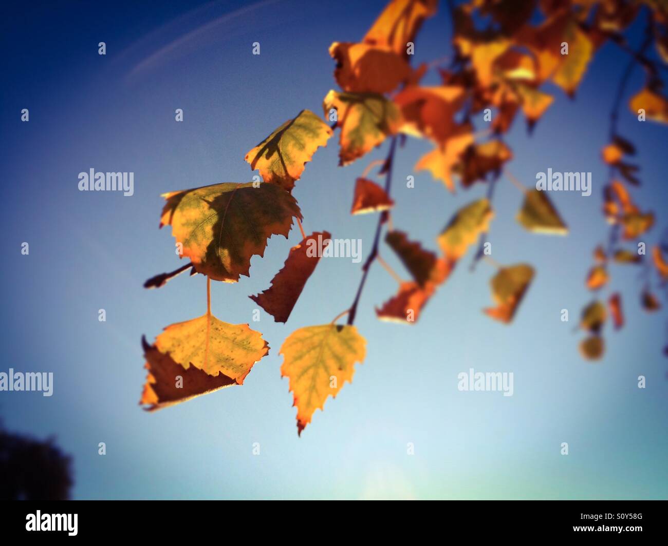 Birch tree leaves in fall. - Smartphone Captured Stock Image