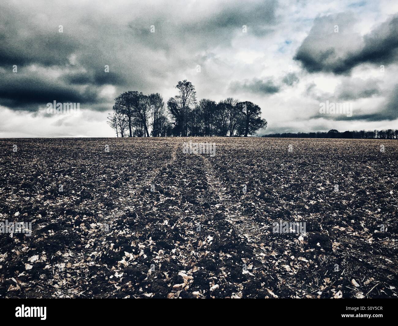 Woodland coppice in middle of ploughed field with storm clouds overhead - Smartphone Captured Stock Image
