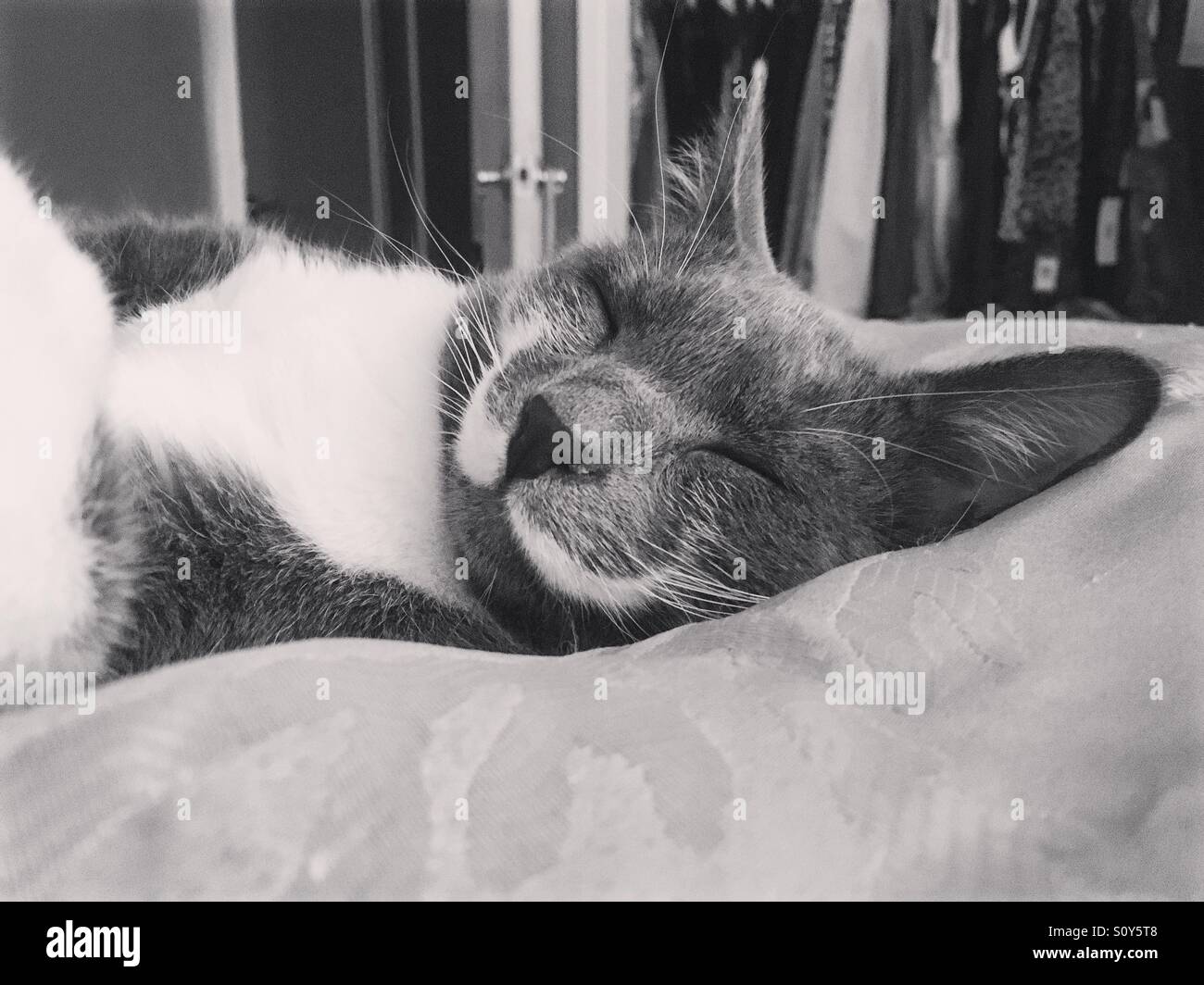 Mustache cat takes a little cat nap Stock Photo