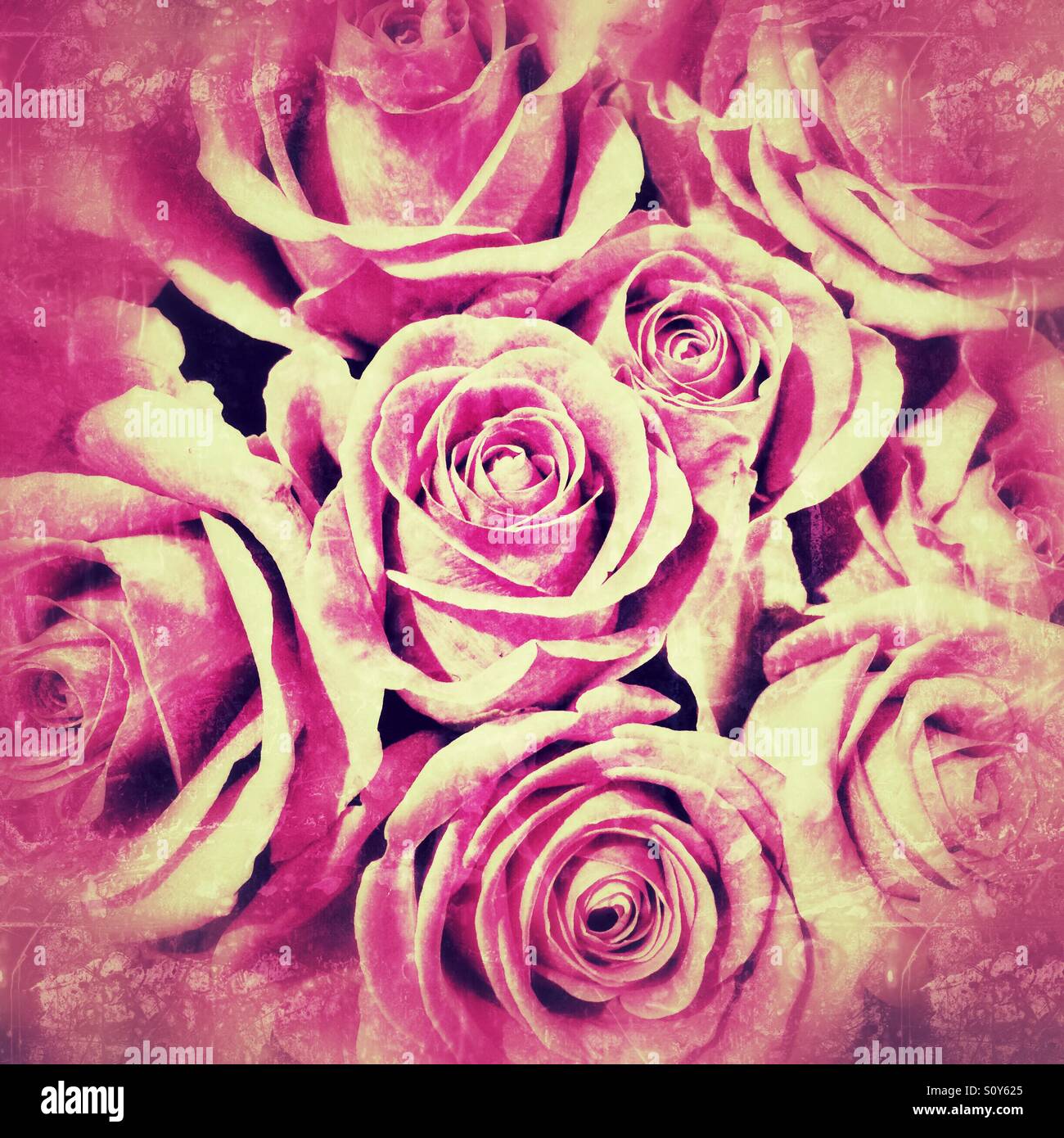 Pink roses Stock Photo