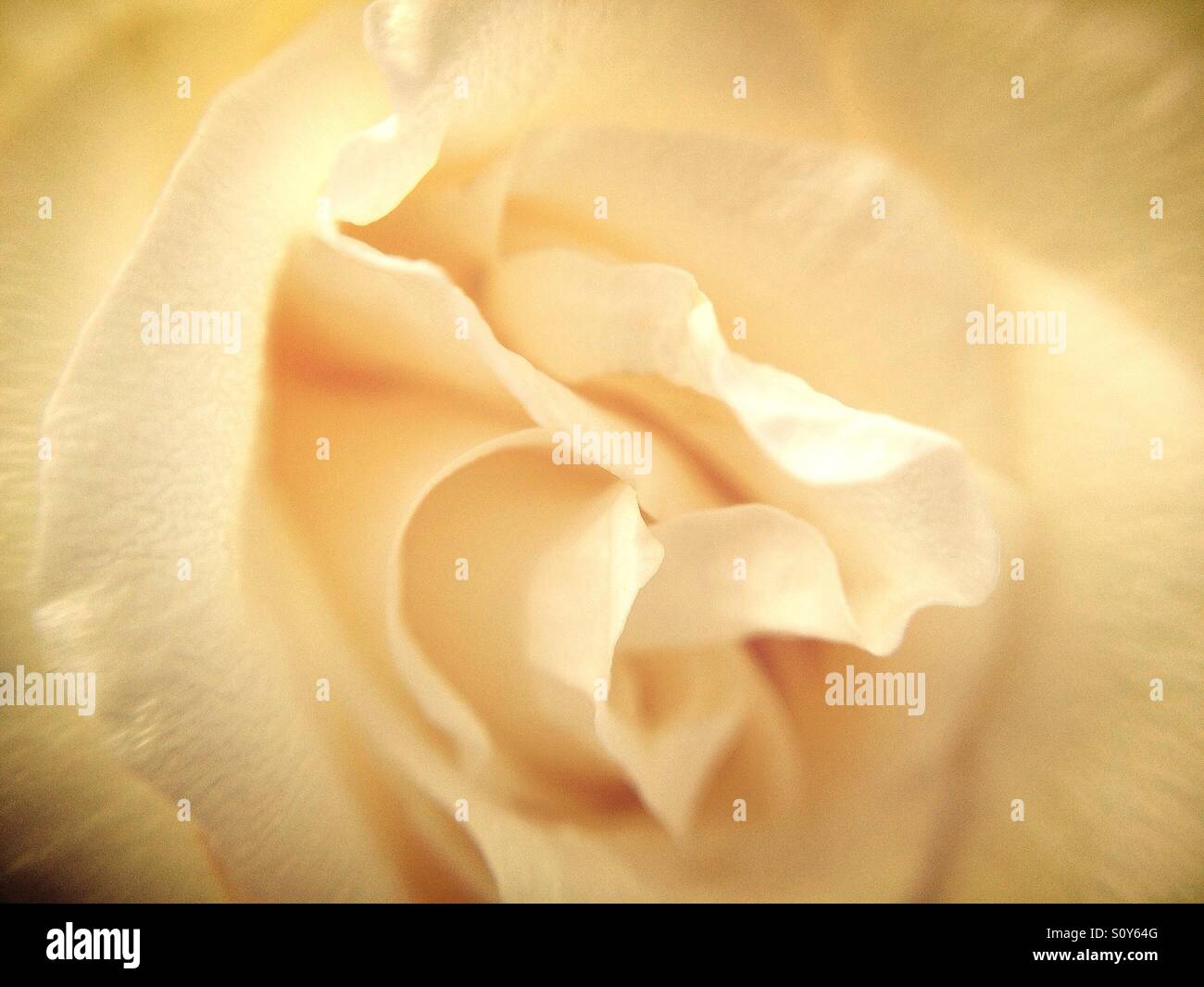 Closeup of a rose Stock Photo