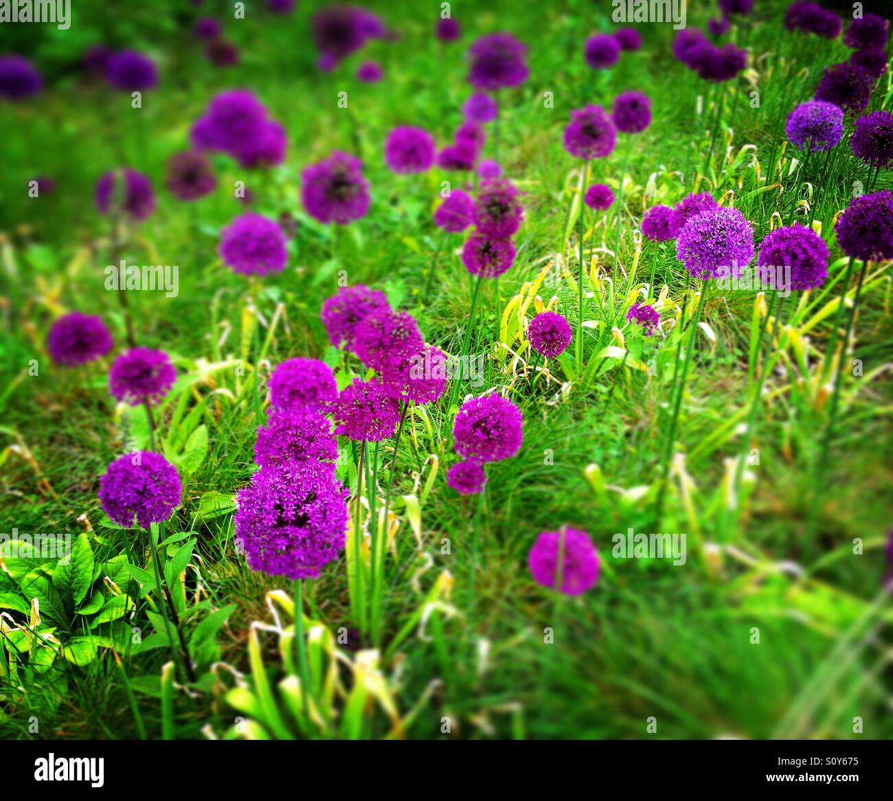 Vibrant purple allium flowers. Shallow depth of field. Mobile phone photo with some phone or tablet post processing. - Smartphone Captured Stock Image