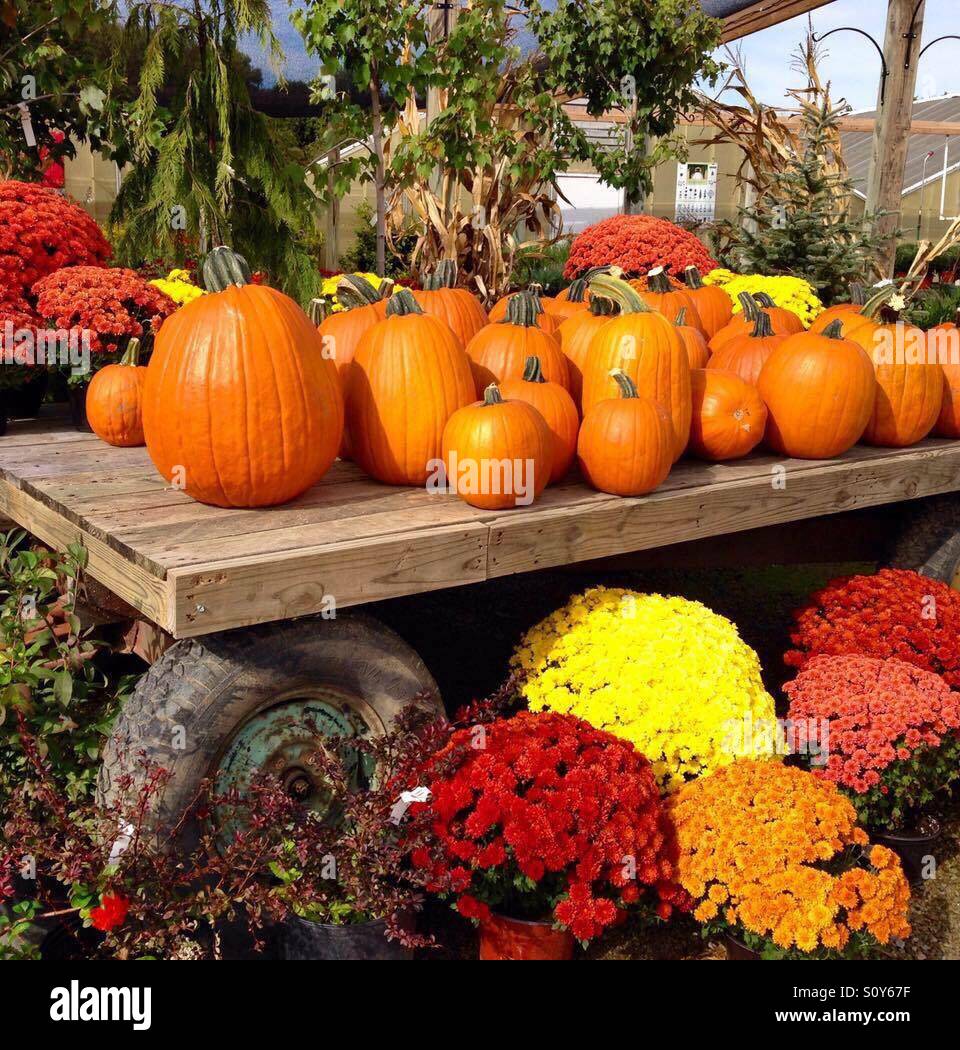 Forget me not garden autumn pumpkin display. Lima Ohio Stock Photo