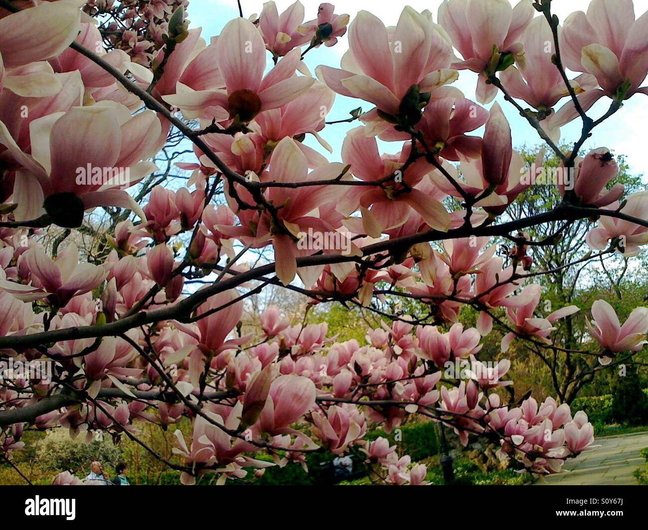 Magnolia tree in bloom in Ohio Stock Photo
