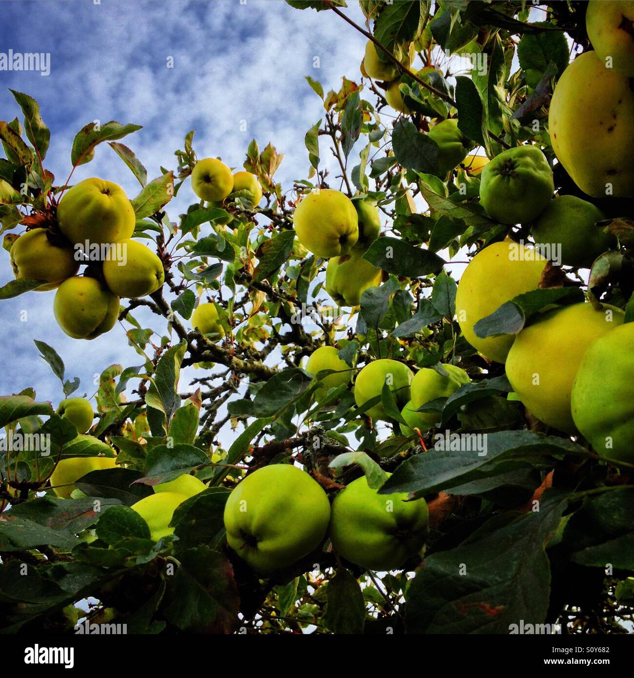 Crab apple crop on the tree. Mobile phone photo with some phone or tablet post processing. - Smartphone Captured Stock Image
