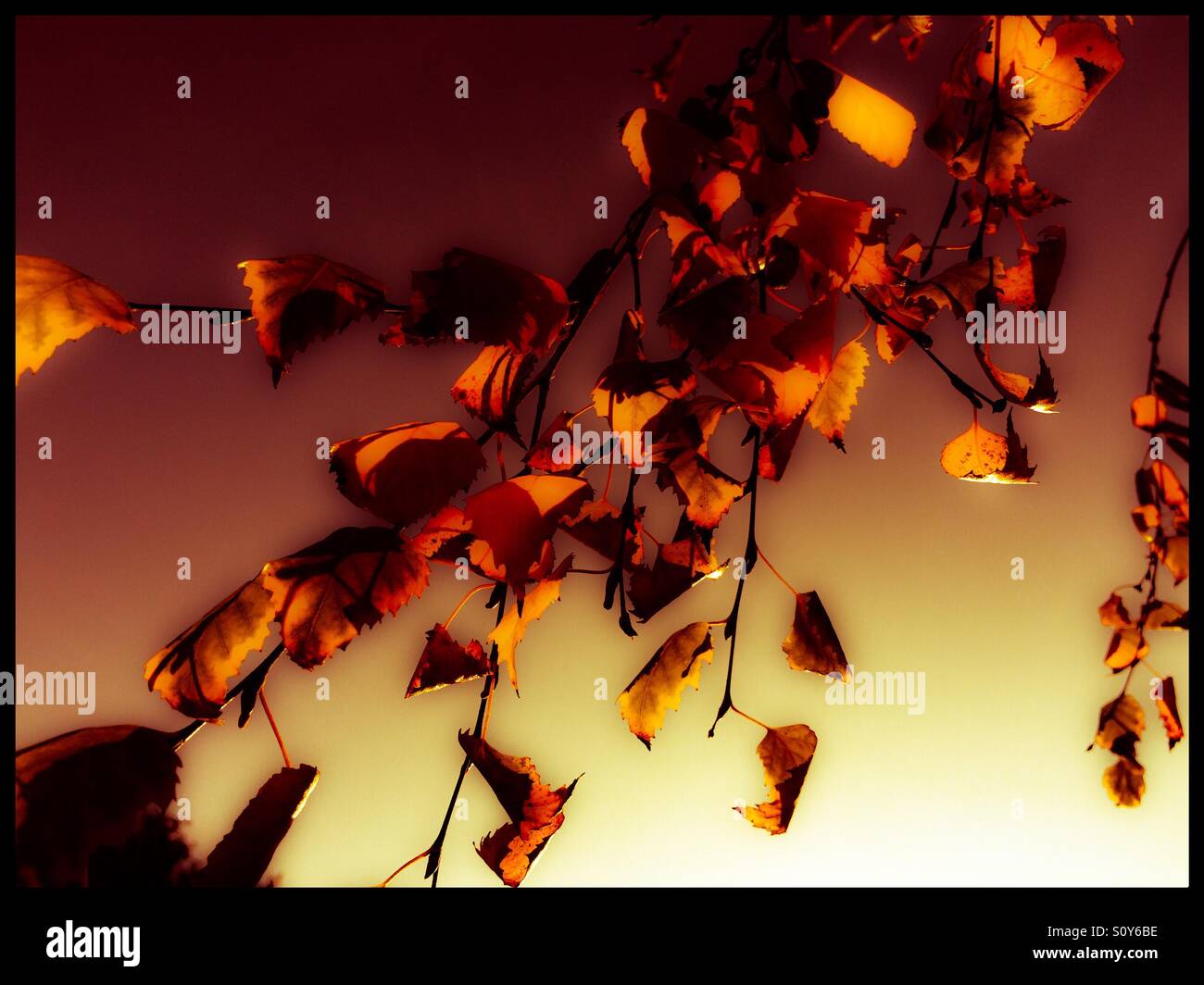 Birch tree leaves in fall. - Smartphone Captured Stock Image