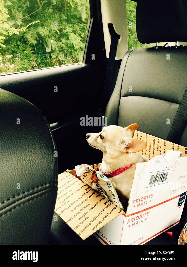 Chihuahua decided to ride in the priority mailing box instead of the seat or my lap lol Stock Photo