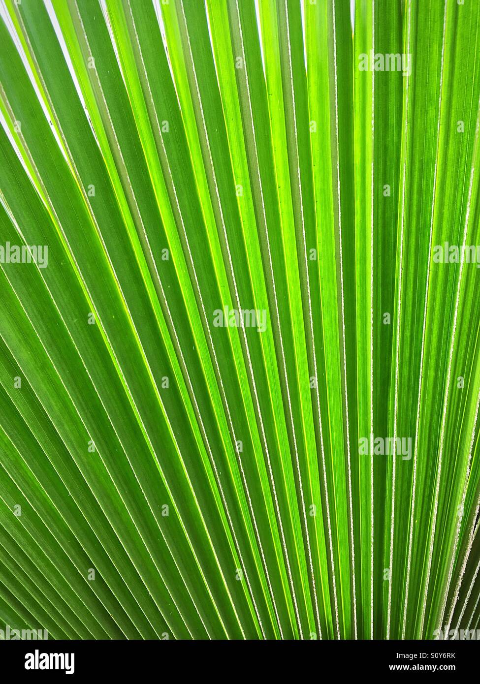 Close up palm tree leaf Stock Photo