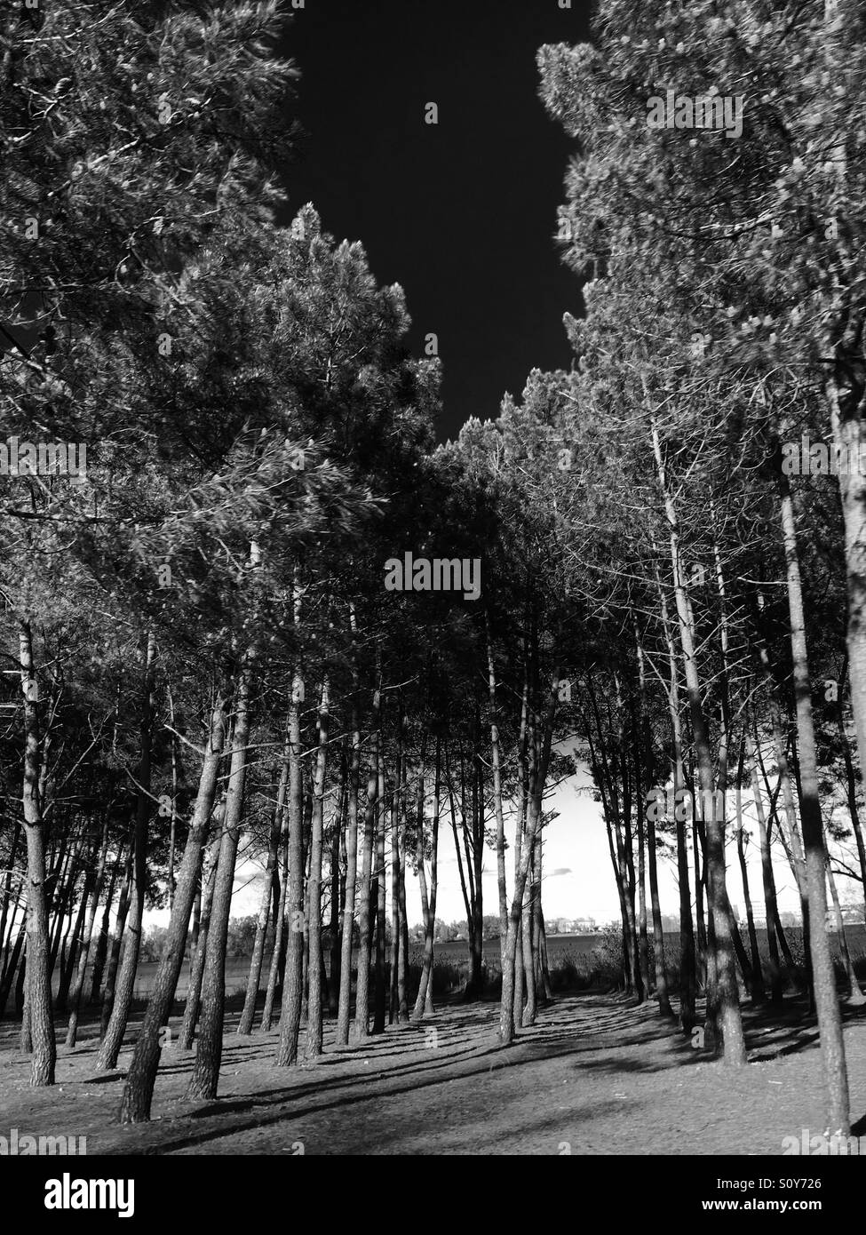 Trees, forest in black and white is also amazing Stock Photo Alamy