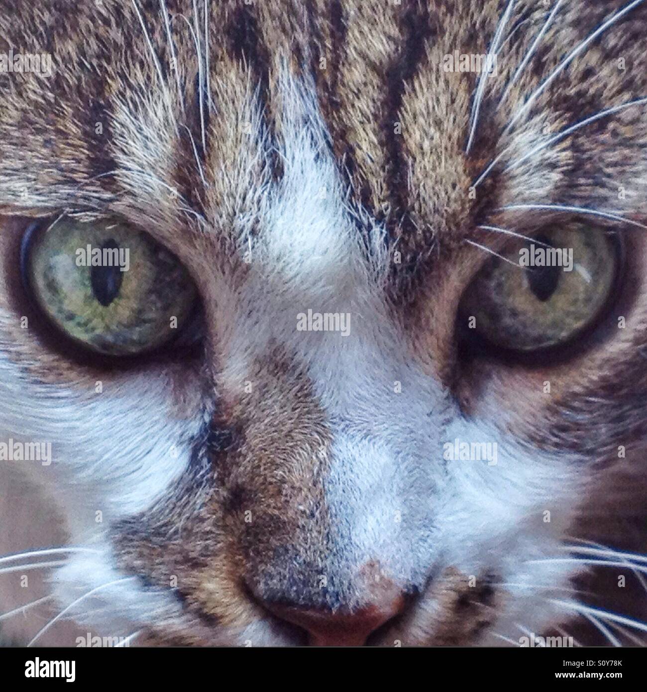 Closeup of a white and gray cat - Smartphone Captured Stock Image