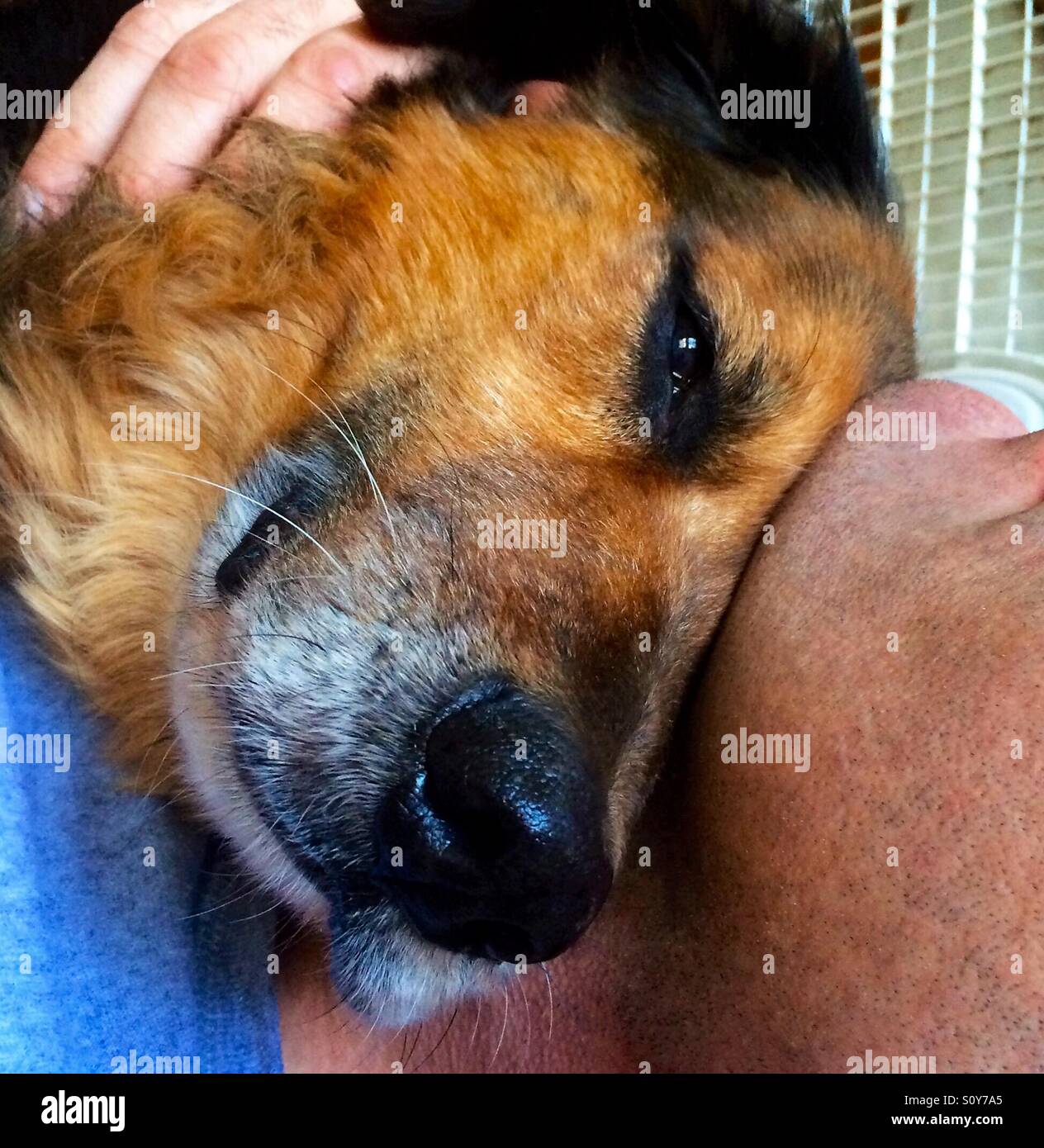 Dog loves man. Man loves dog. - Smartphone Captured Stock Image