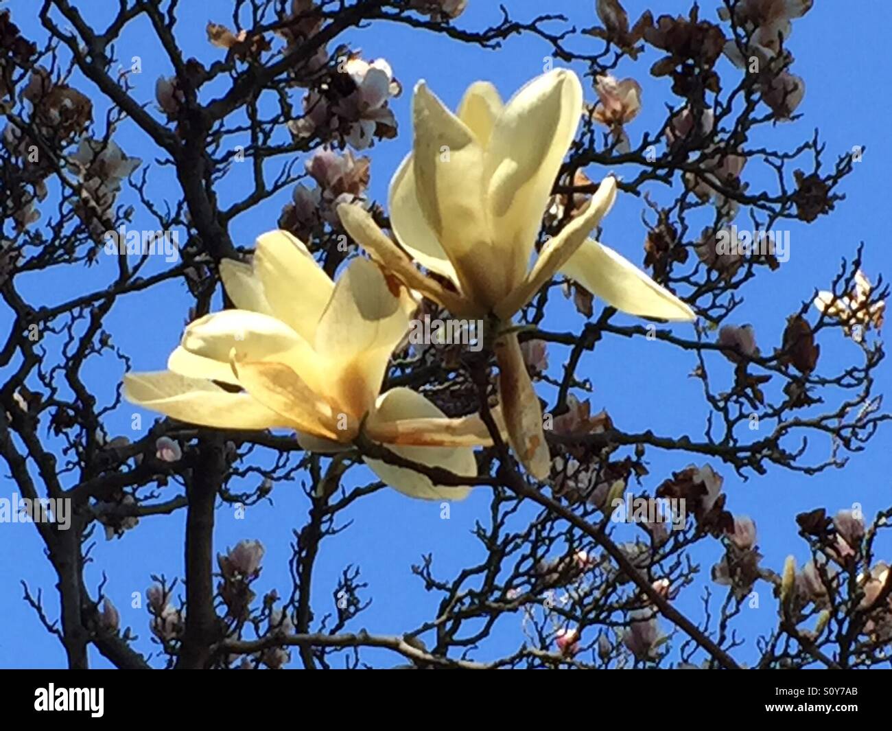 Yellow magnolia hi-res stock photography and images - Alamy