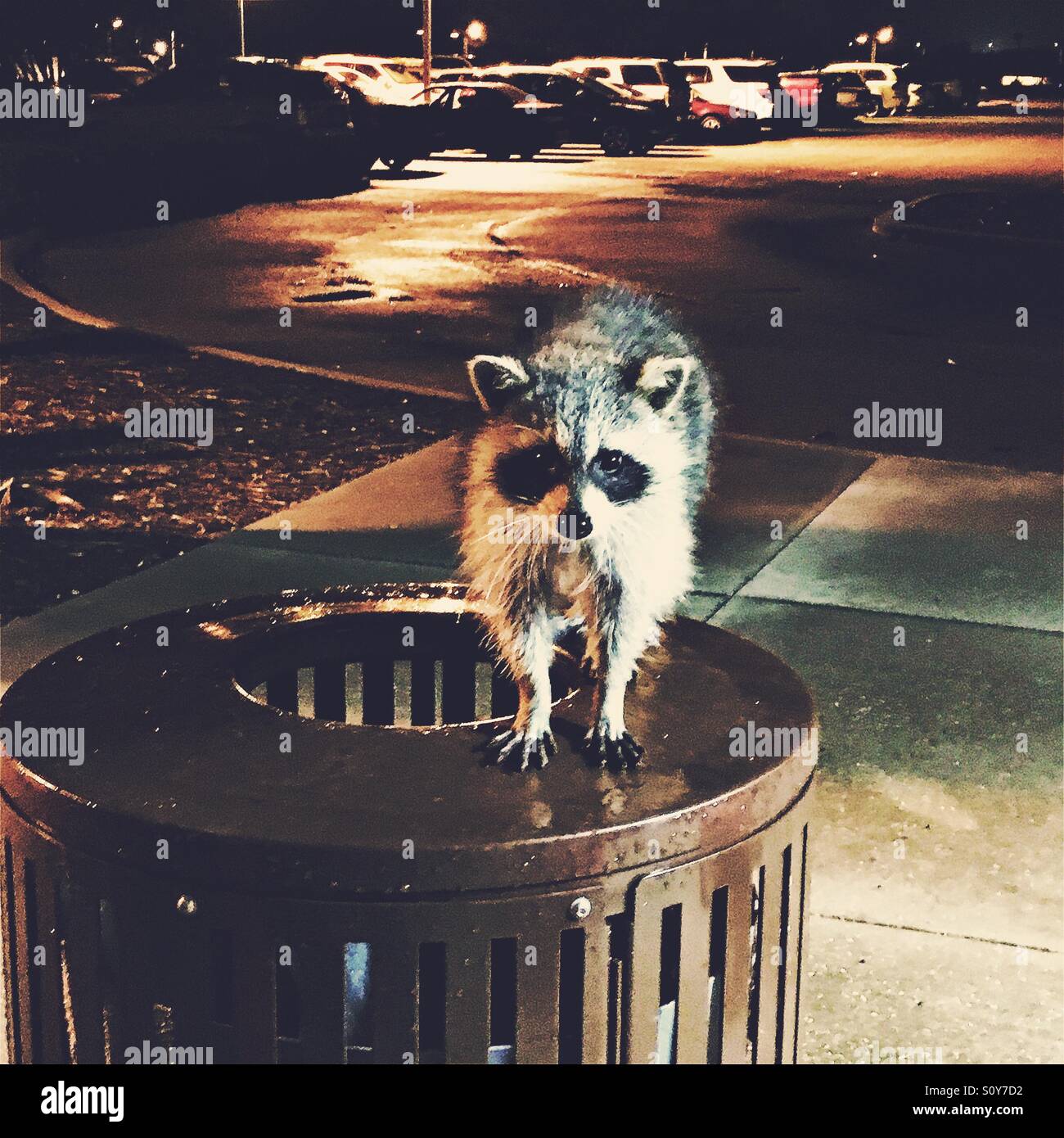 Raccoon on a parking lot trash can Stock Photo