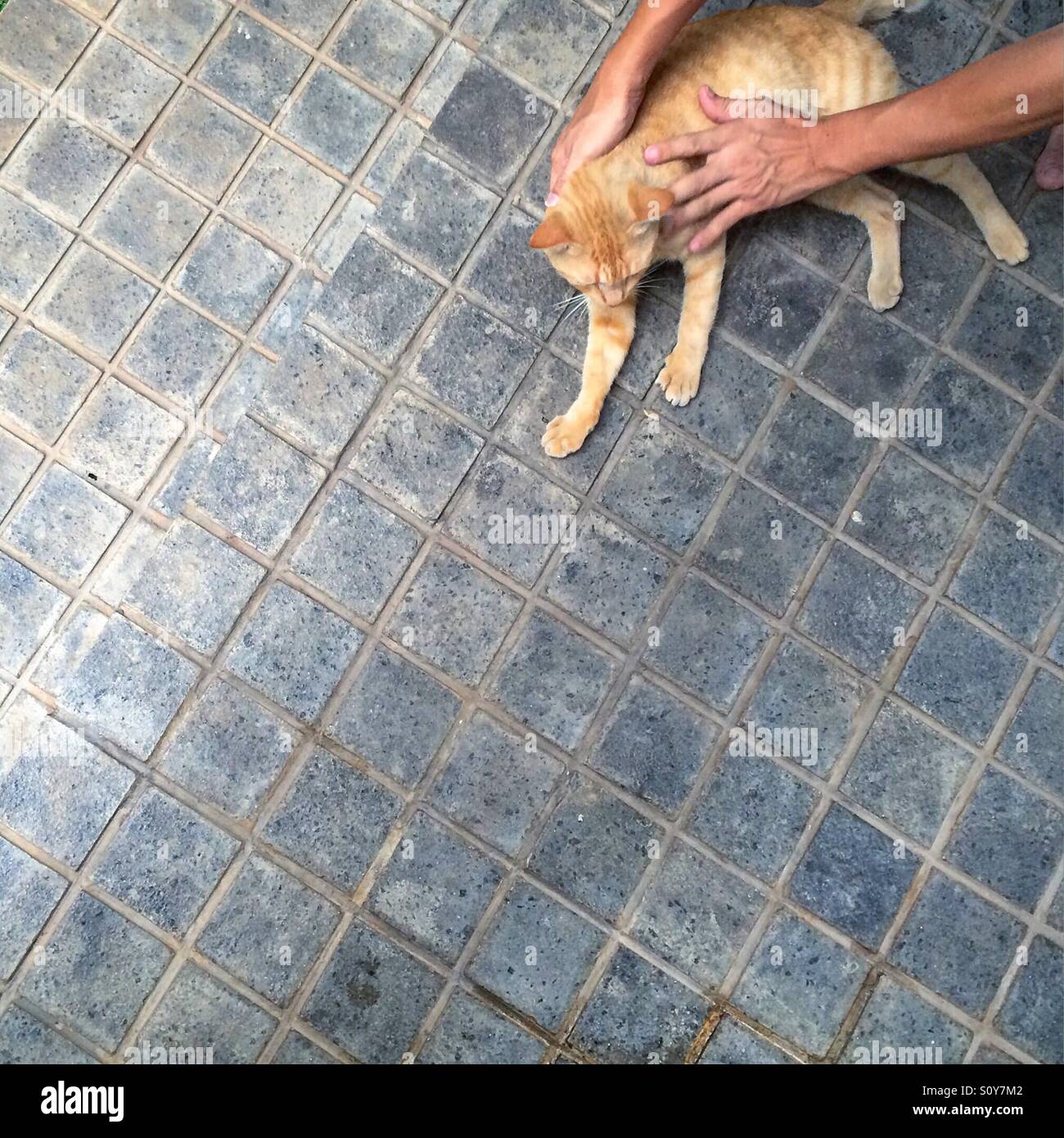 Person petting an orange cat. Stock Photo