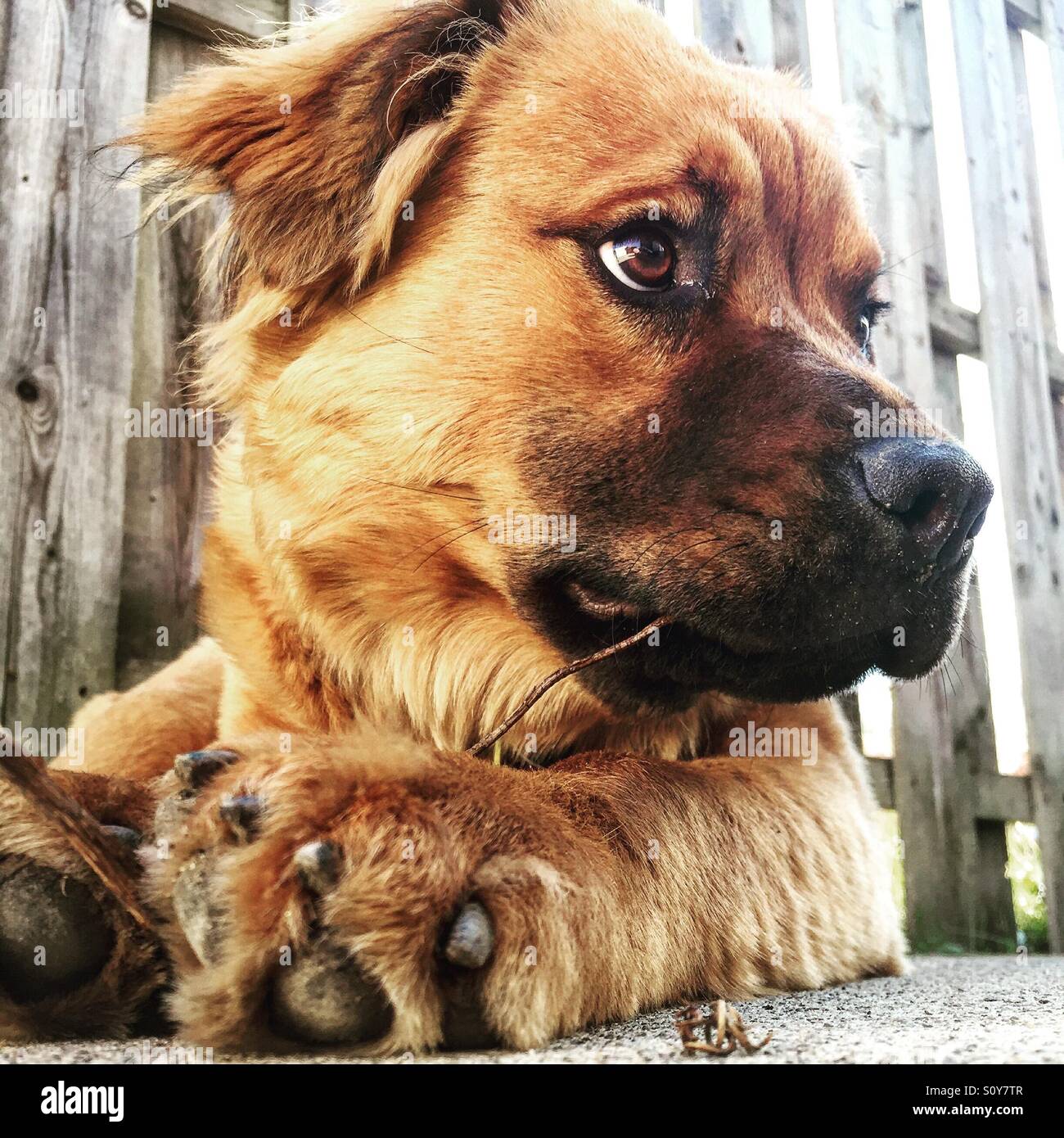 Chow retriever puppy golden brown. - Smartphone Captured Stock Image