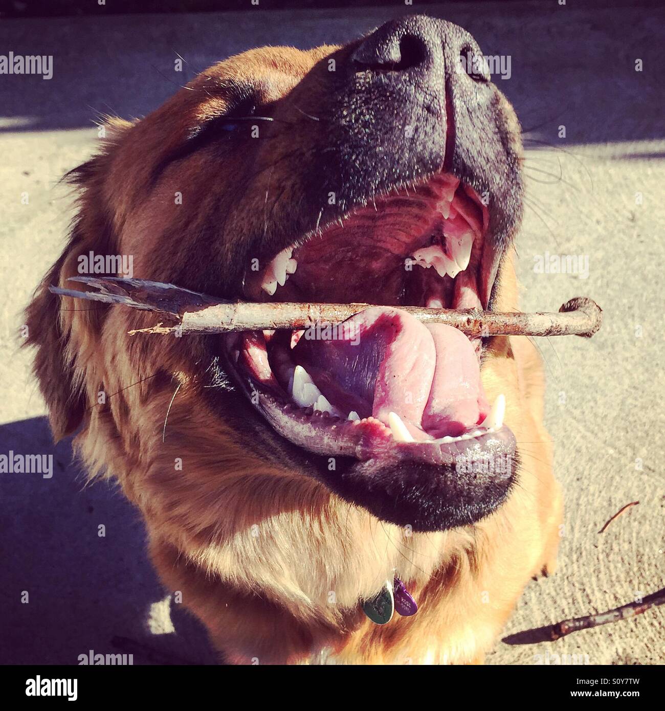 Chow retriever puppy with stick - Smartphone Captured Stock Image