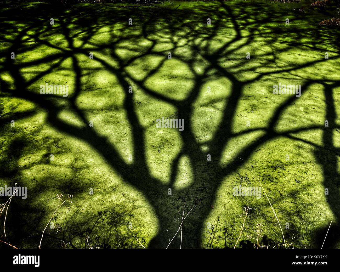 Shadow of tree on green algae covered pond Stock Photo
