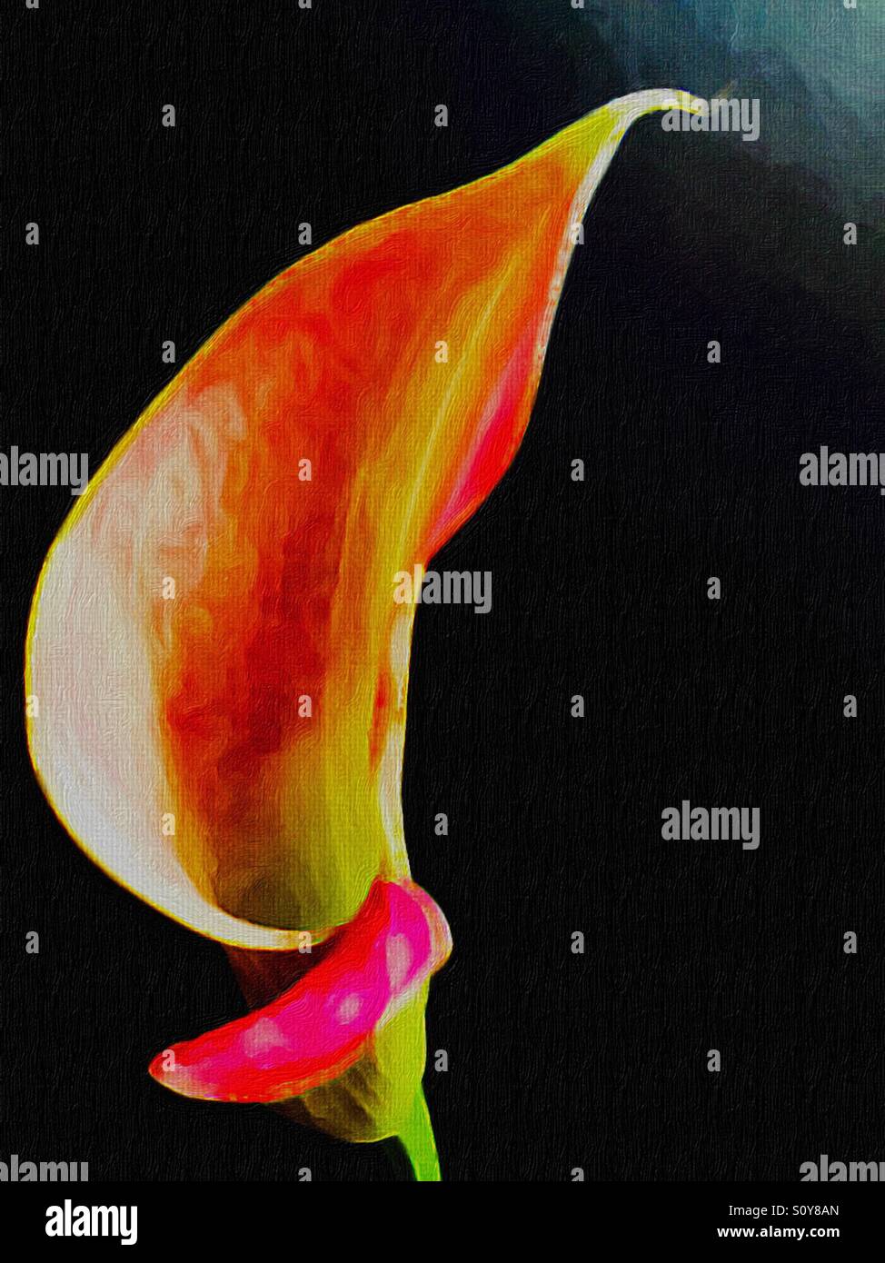 Painted Calla lily on a black background. Nature’s beauty embellished by an artist’s imagination. Inspiring rendition. Bold brushstrokes. Stock Photo