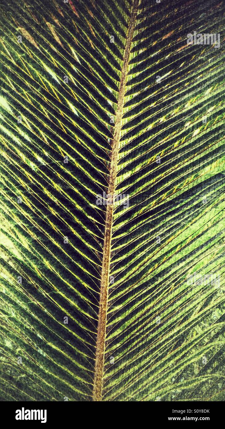 Close up of palm leaf - Smartphone Captured Stock Image