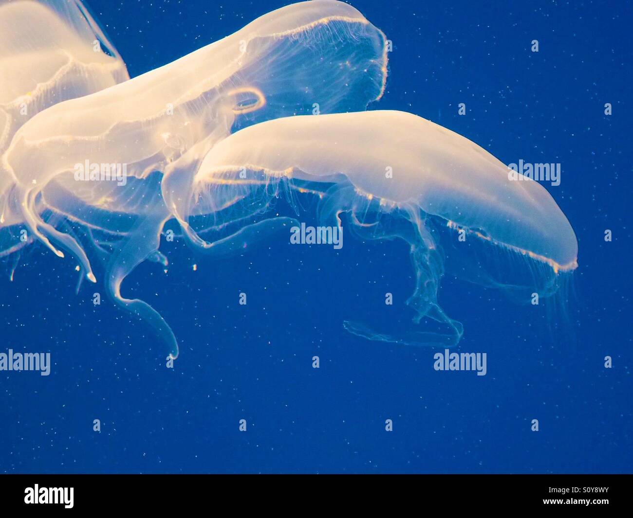 Moon jellyfish, blue background - Smartphone Captured Stock Image