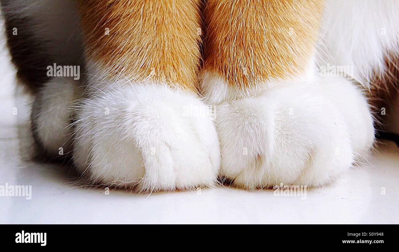 Cat paw anatomy hires stock photography and images Alamy