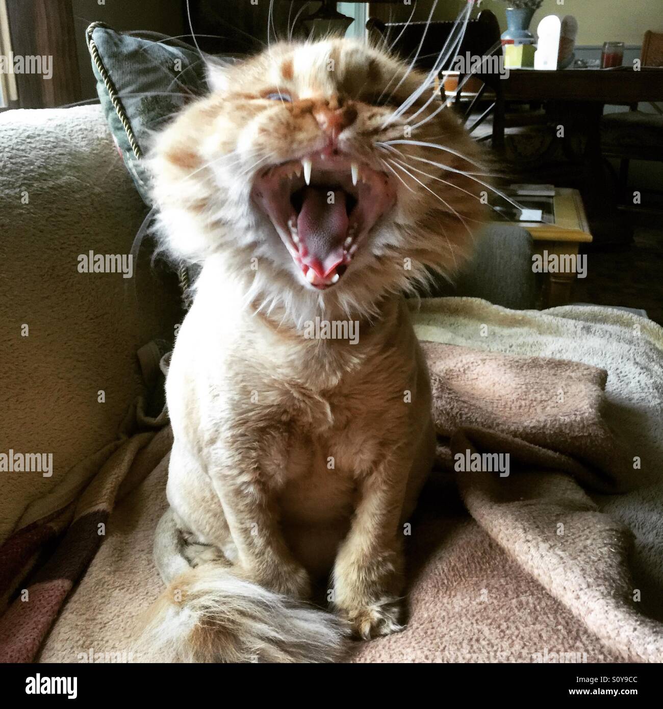 Leo my shaved Himalayan cat yawning. Cat napping. Stock Photo