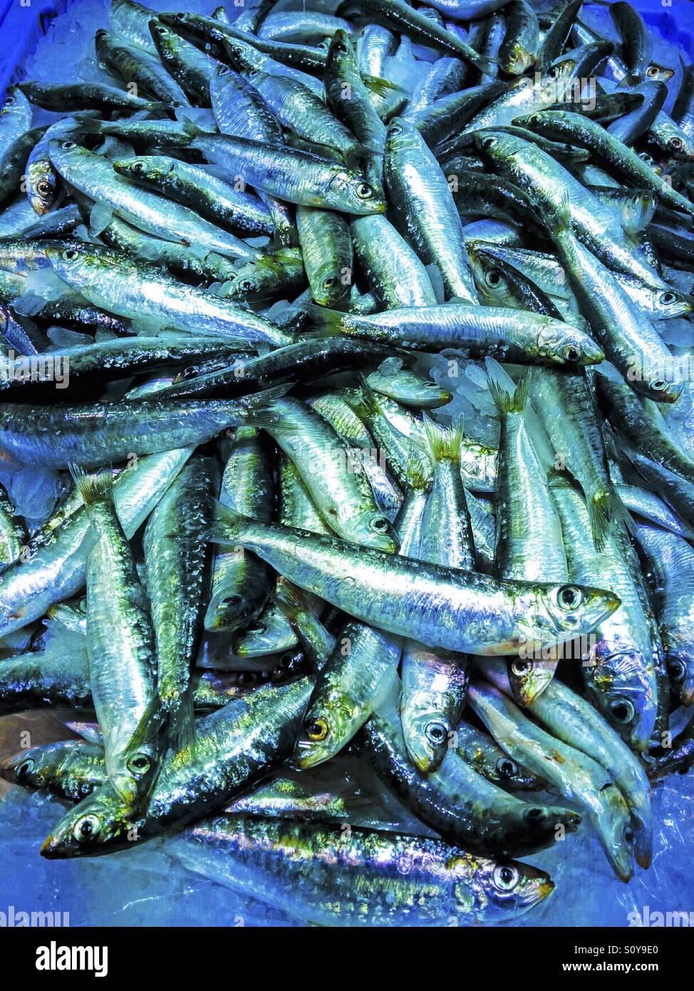 Selling sardines hires stock photography and images Alamy