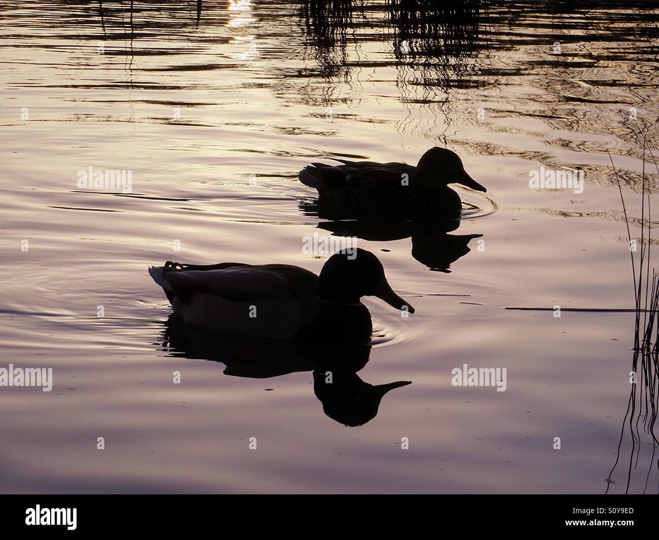Ducks silhouetted swimming across the twilight lake sunset - Smartphone Captured Stock Image