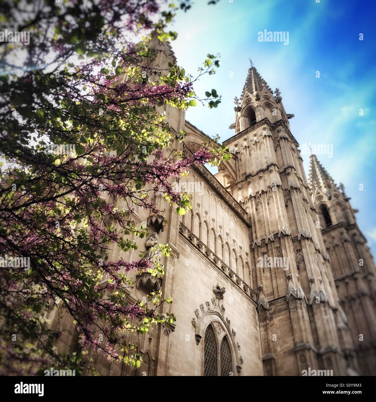 Majorca spring flowers hi-res stock photography and images - Alamy