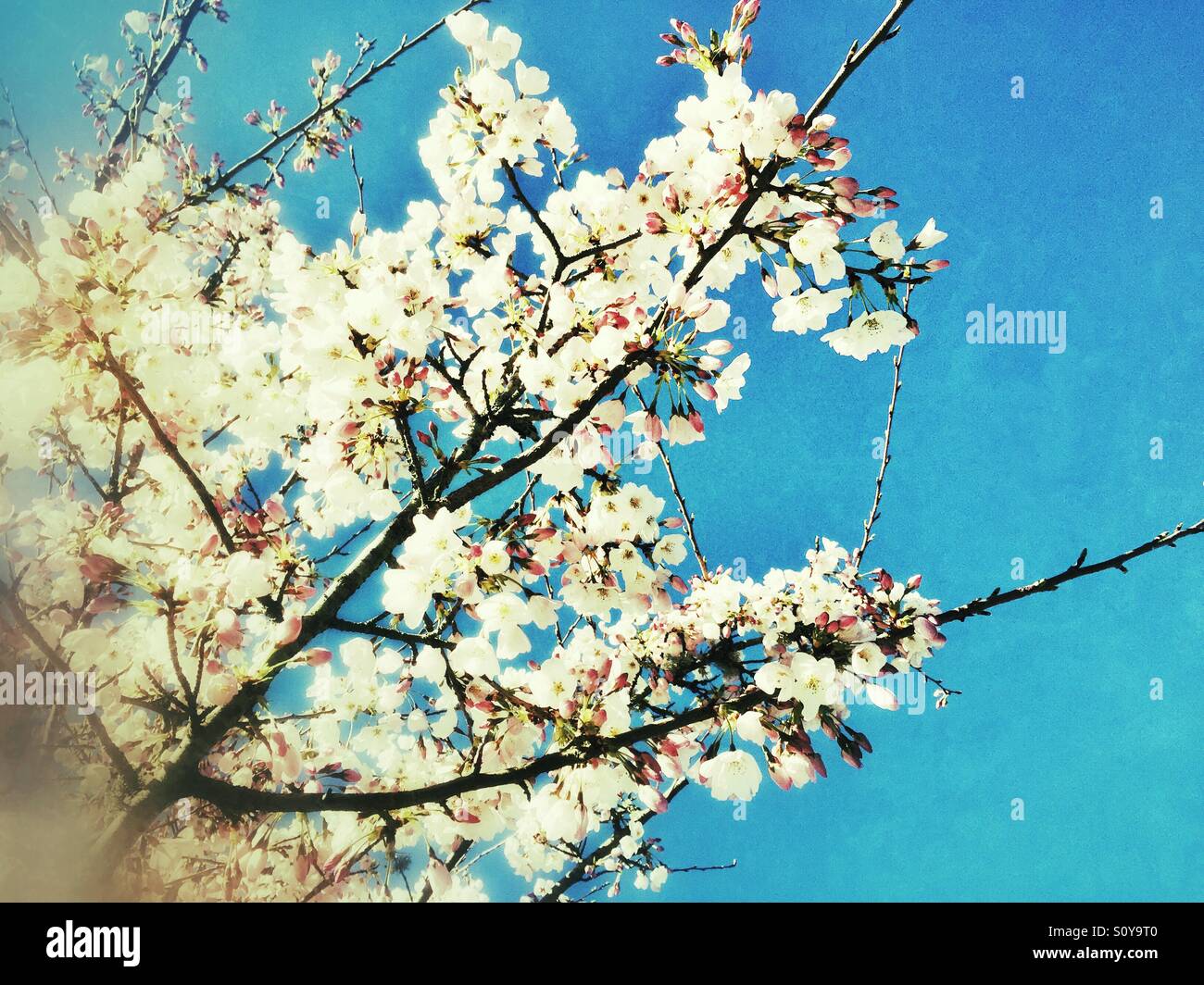 Vintage cherry blossoms hi-res stock photography and images - Alamy