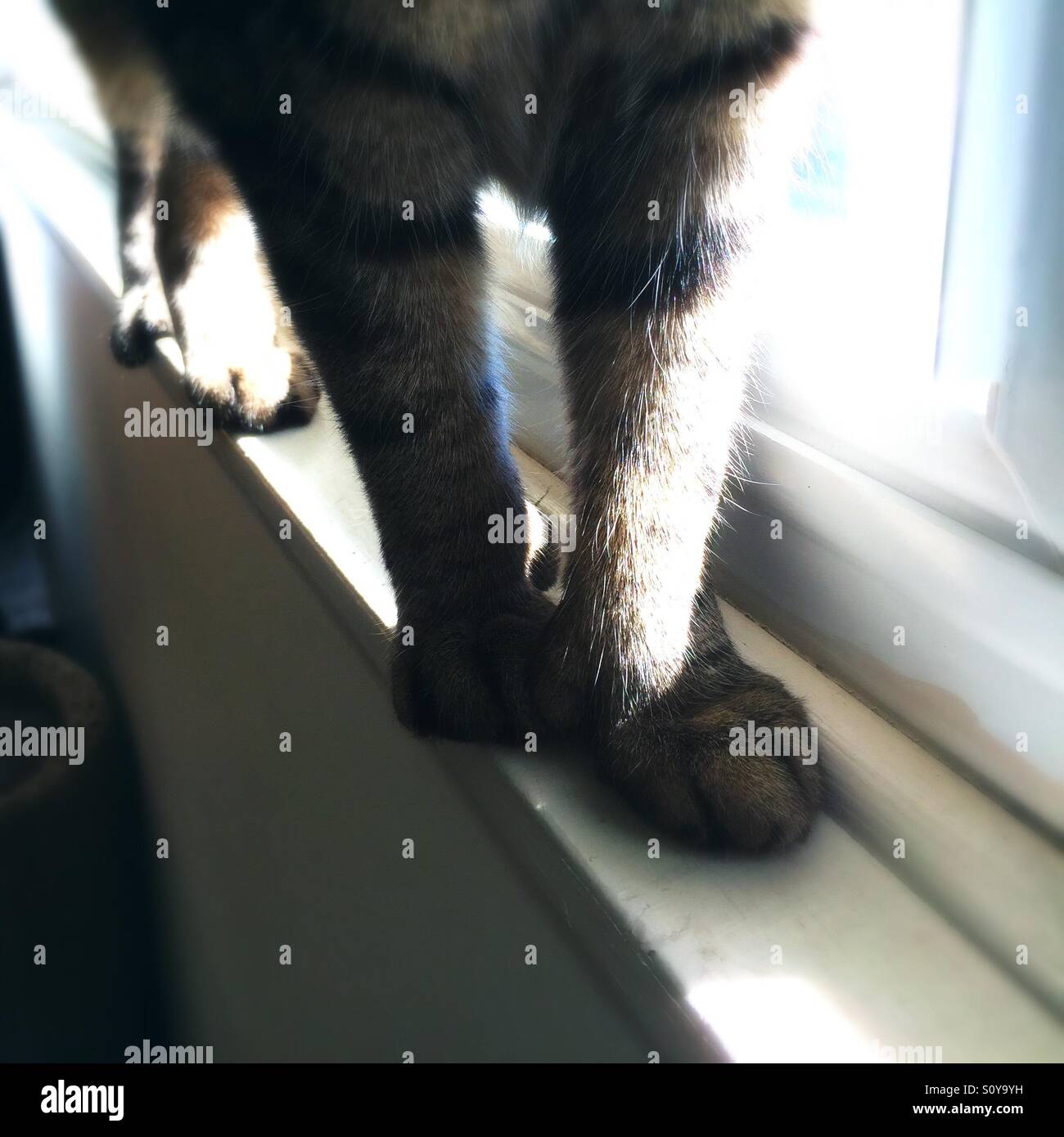 Tabby cat paws balancing on window sill Stock Photo - Alamy