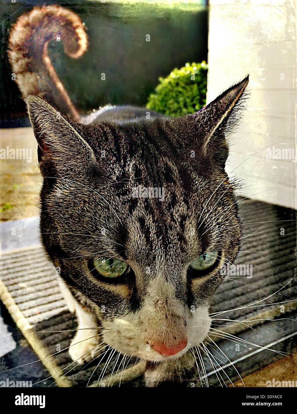 ..."who lets in the cat..?! - Smartphone Captured Stock Image
