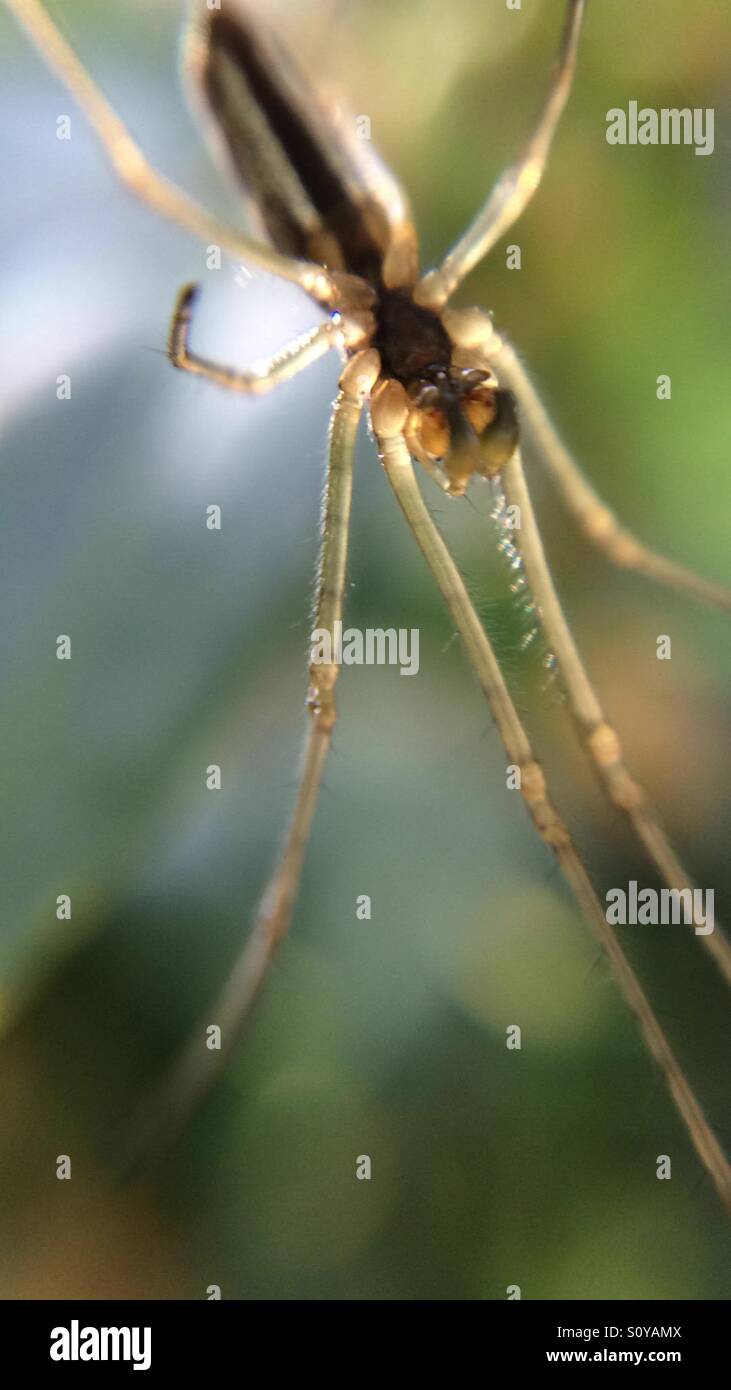 Close up of a spider Stock Photo